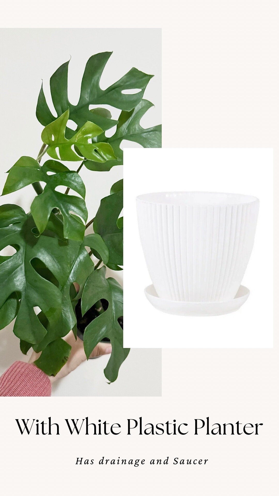 Rhaphiadora Tetrasperma Plant I Mini Monstera 4 inch - Full Rooted Established Plant