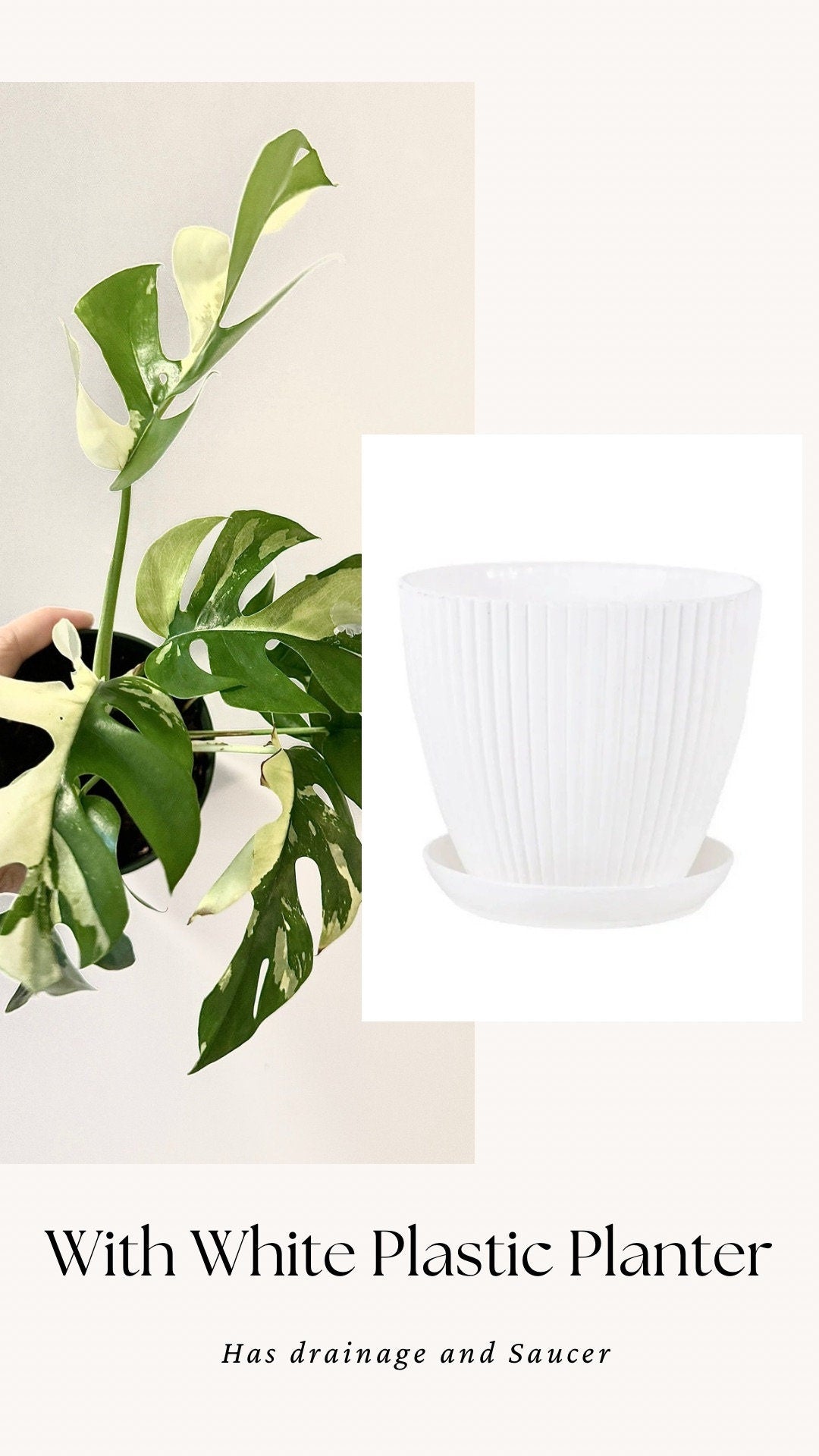 Rhaphiadora Tetrasperma Albo RARE Plant I Mini Monstera 4 inch - Full Rooted Established Plant