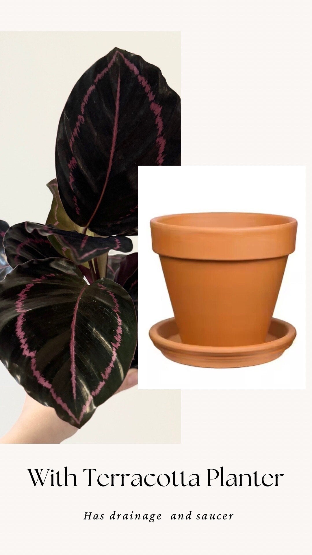 Calathea Dottie Plant - 4 inch Nursery Pot - Live Plant - optional decorative pot