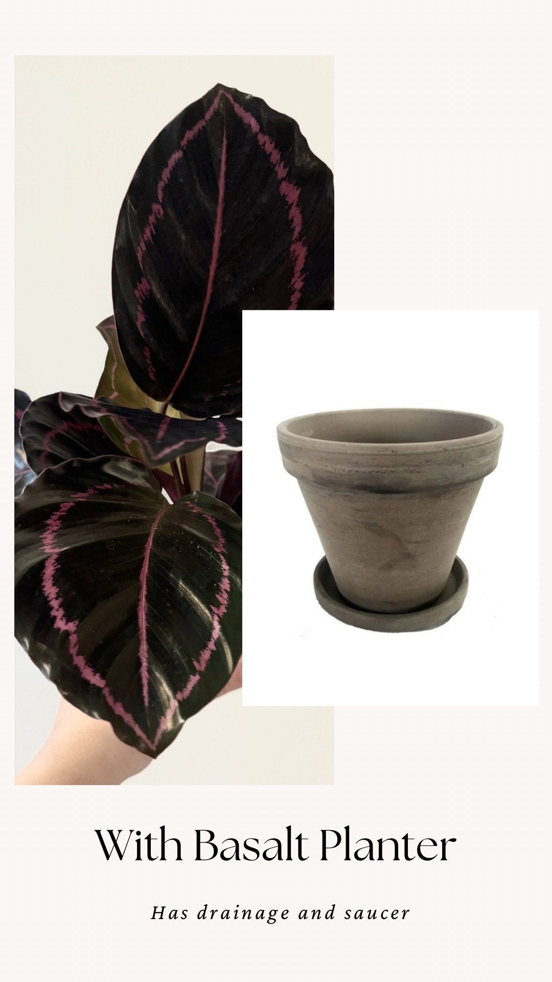 Calathea Dottie Plant - 4 inch Nursery Pot - Live Plant - optional decorative pot