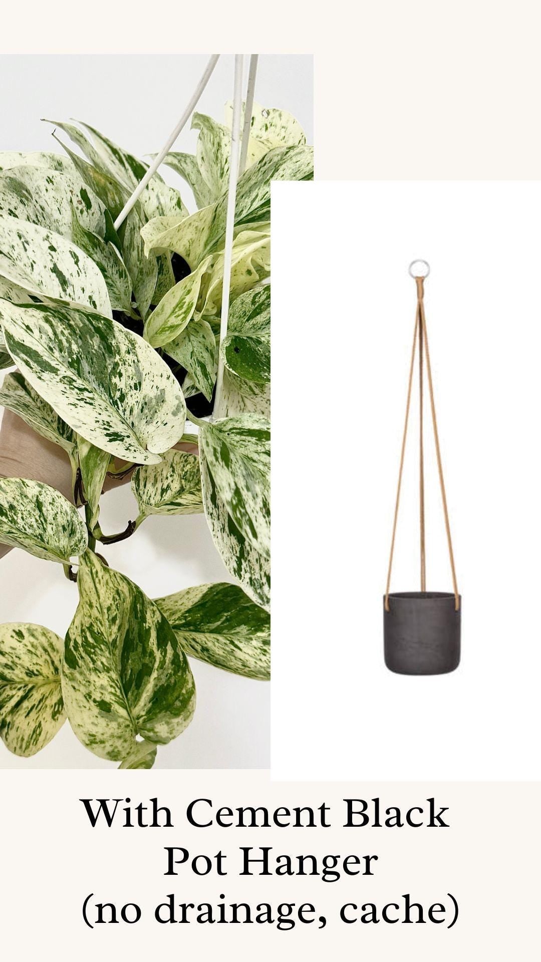 Snow Queen Pothos Plant - 4.5 Hanging Pot - Live Plant