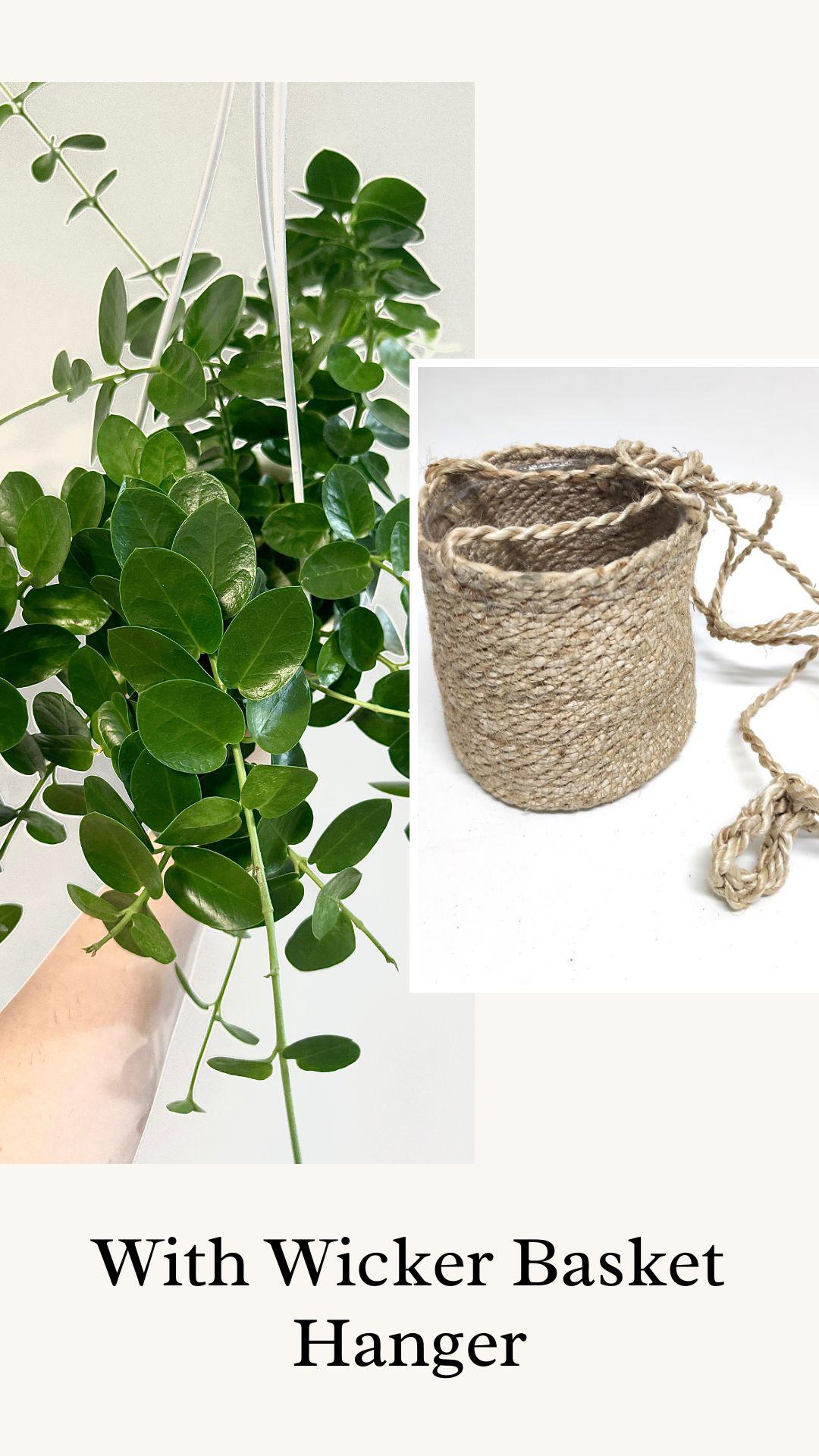 Hoya Cumingiana Plant - 4.5β Hanging Pot - optional decorative basket
