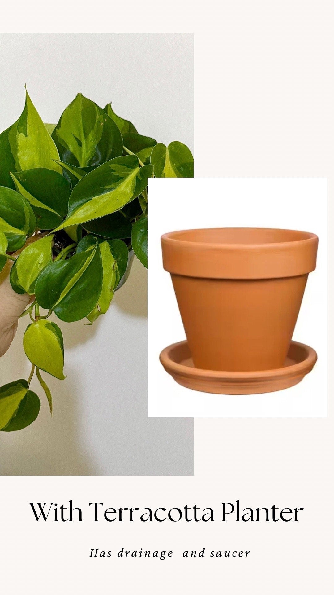 Philodendron Brasil Plant 4 inch Pot - Live Plant - optional decorative pot