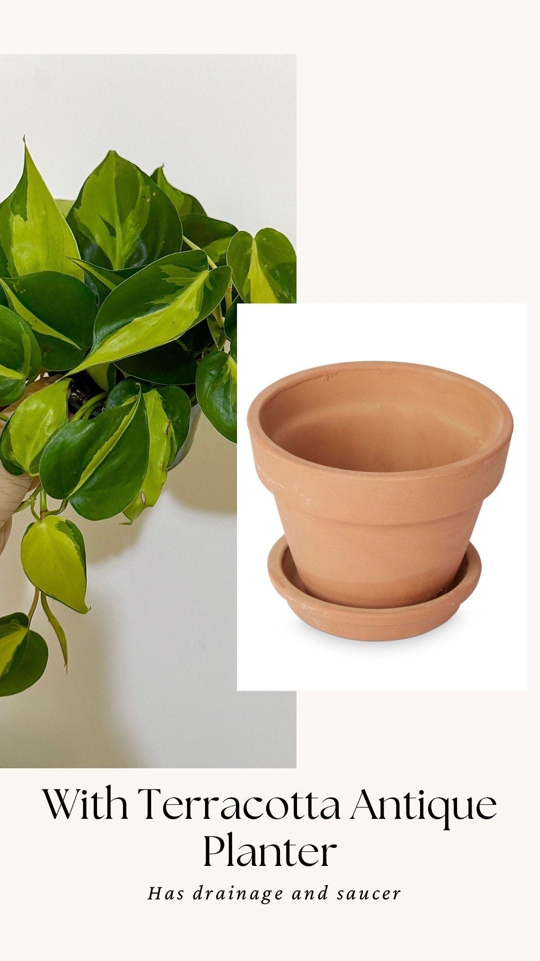 Philodendron Brasil Plant 4 inch Pot - Live Plant - optional decorative pot