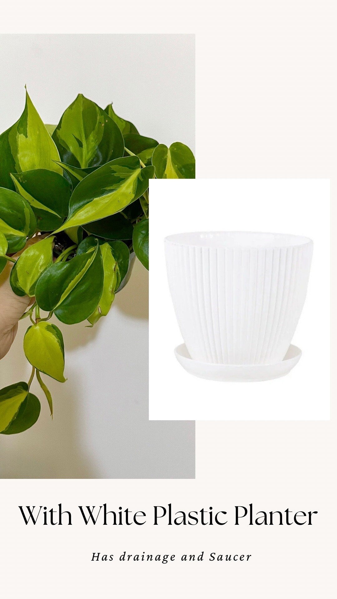 Philodendron Brasil Plant 4 inch Pot - Live Plant - optional decorative pot