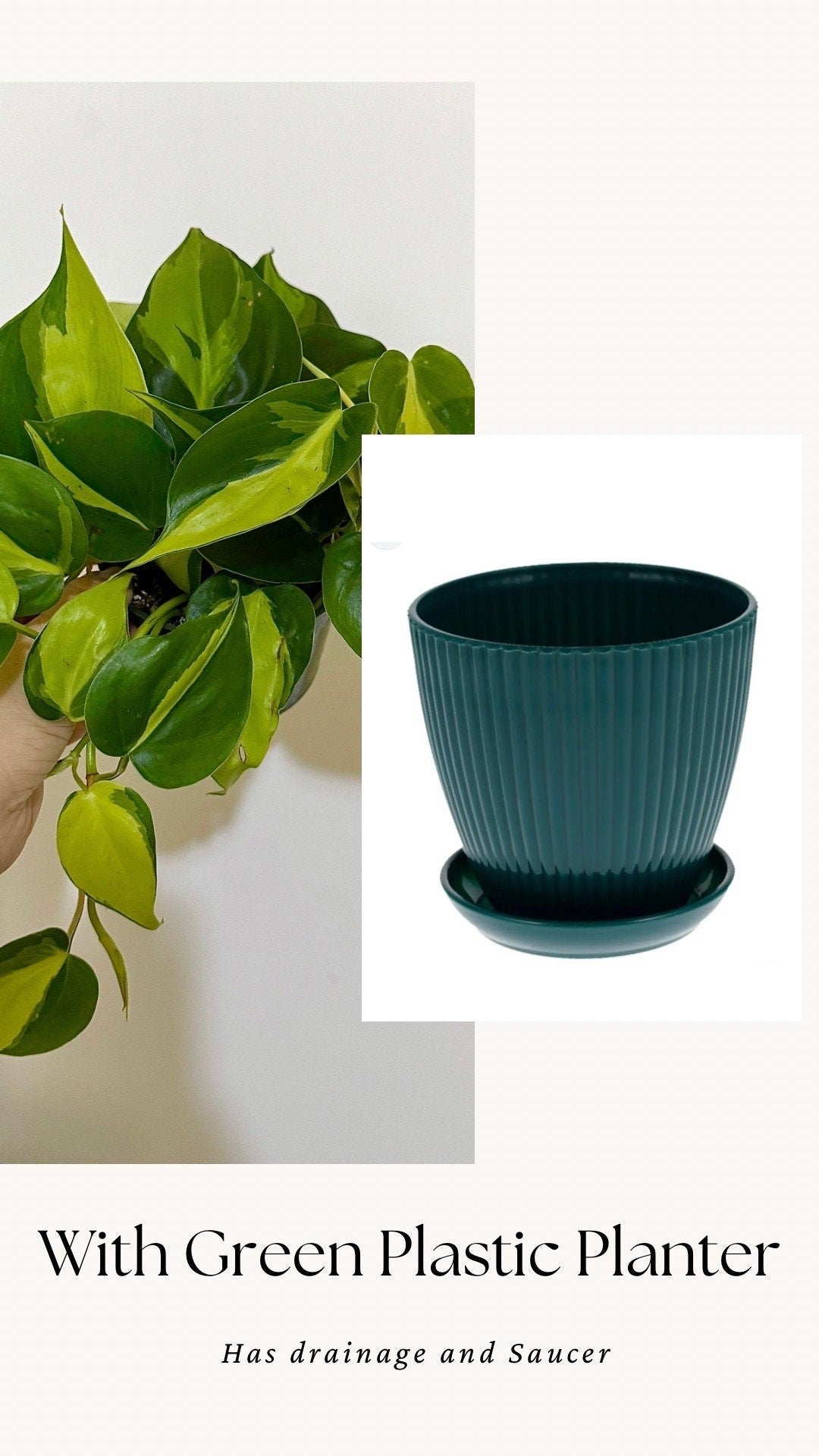 Philodendron Brasil Plant 4 inch Pot - Live Plant - optional decorative pot