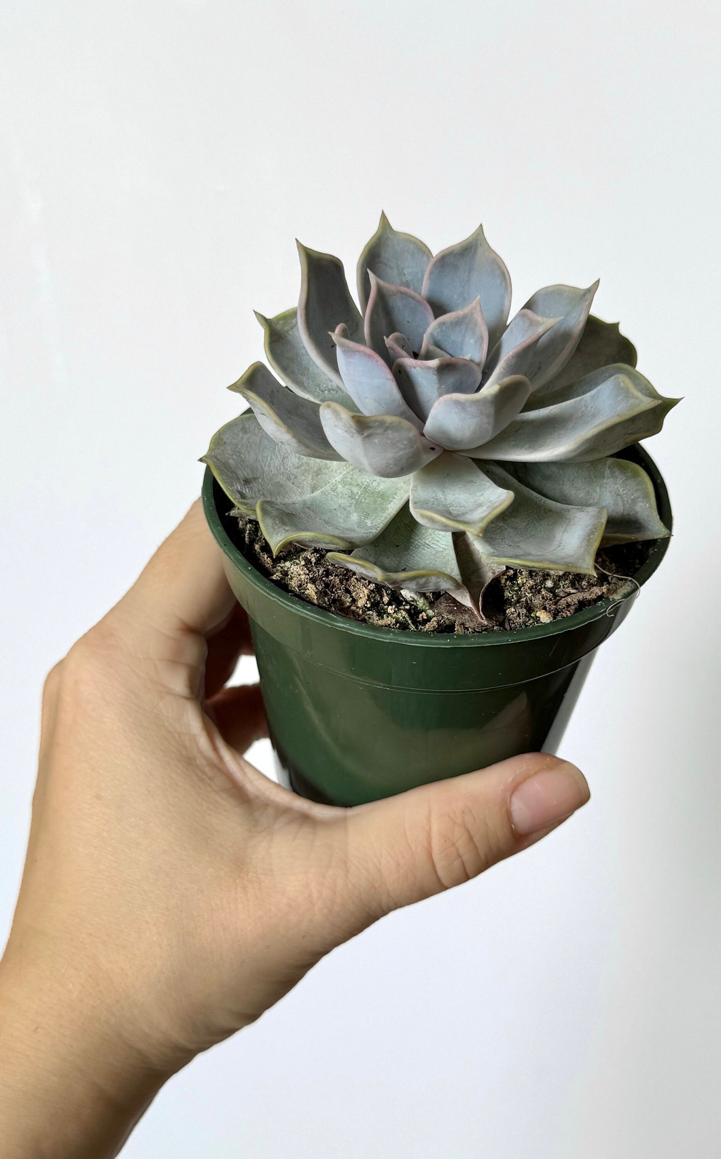 Escheveria Succulent Plant - 3.5β Pot- Lilacina |