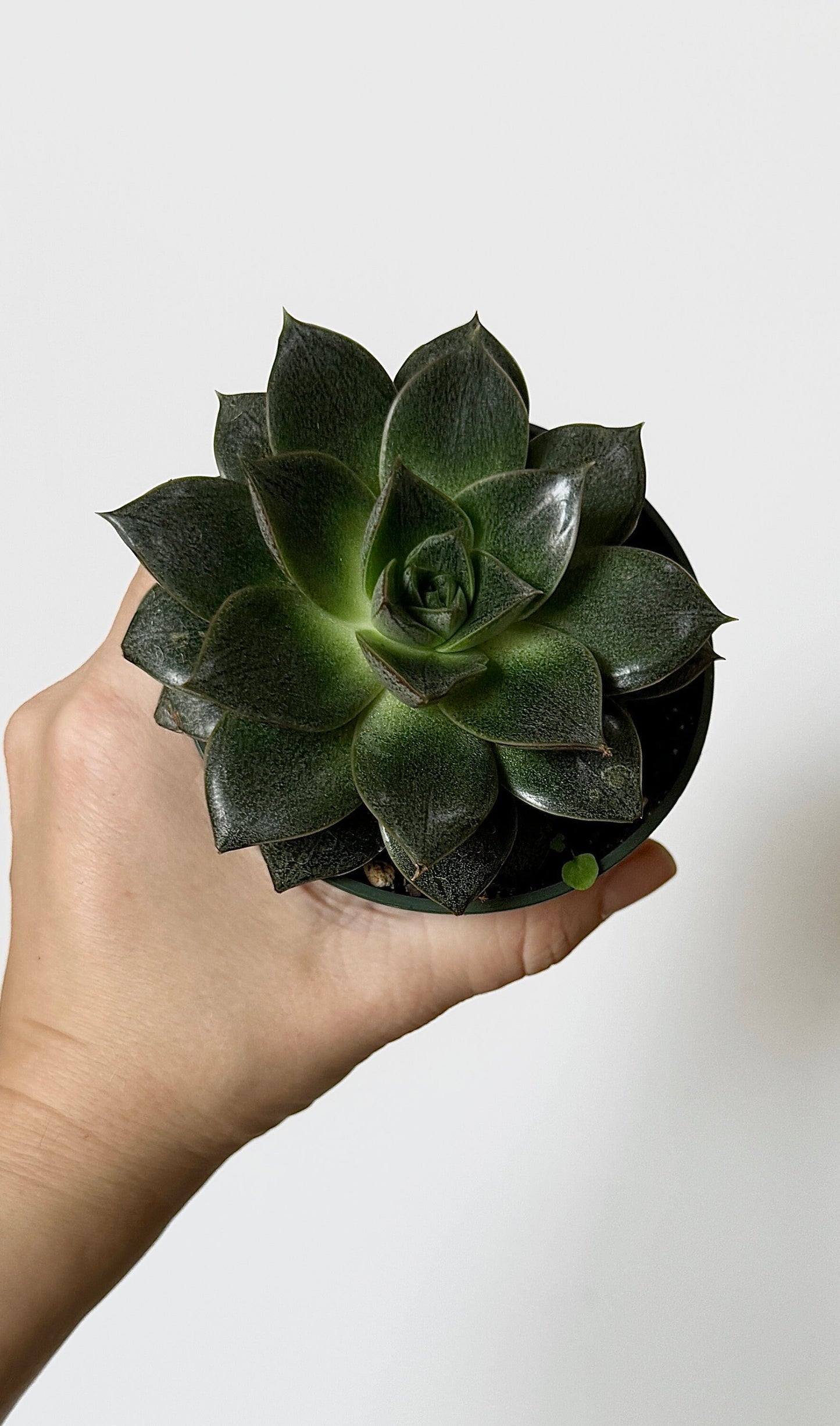 Escheveria Succulent Plant - 3.5β Pot- Lilacina |