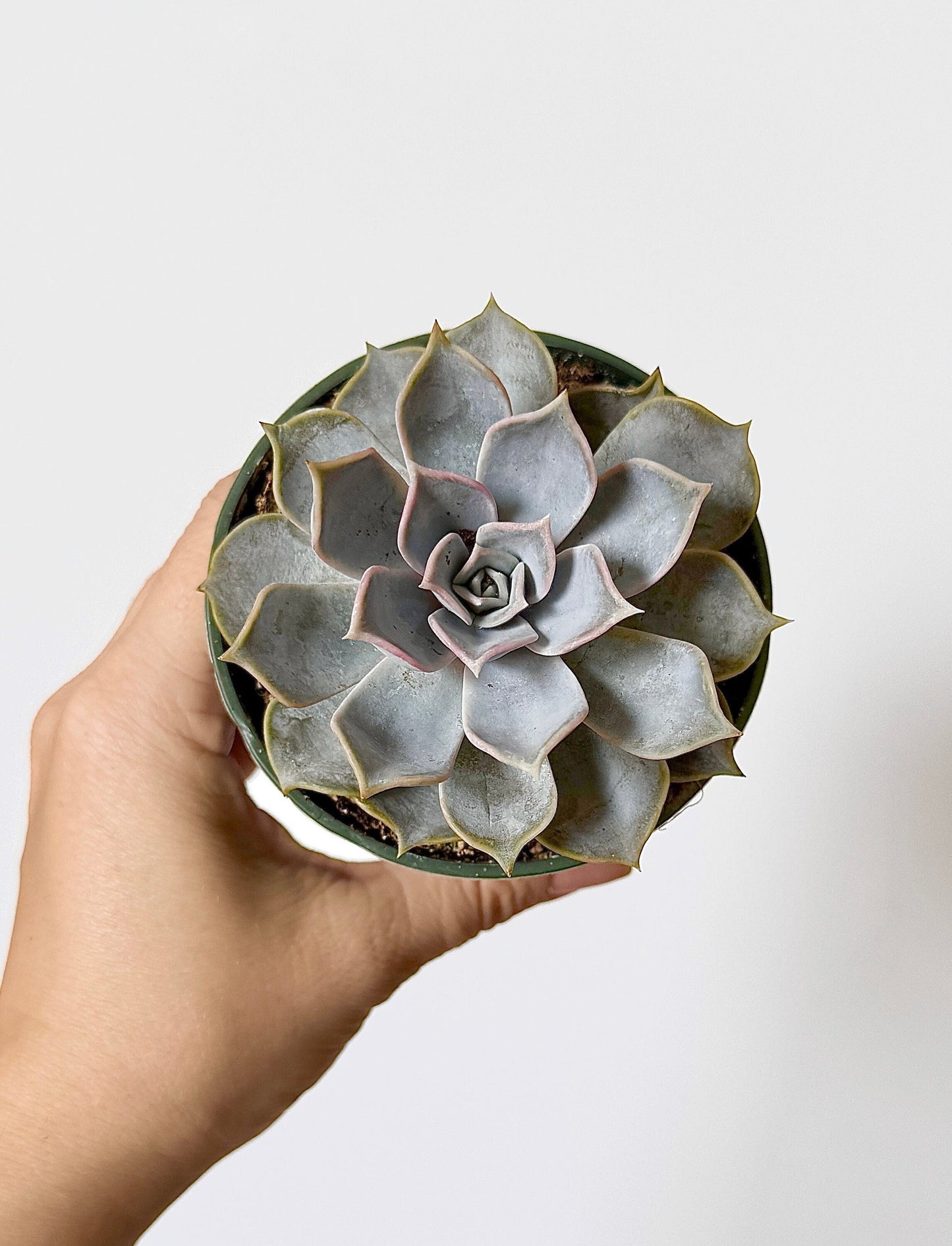 Escheveria Succulent Plant - 3.5β Pot- Lilacina |