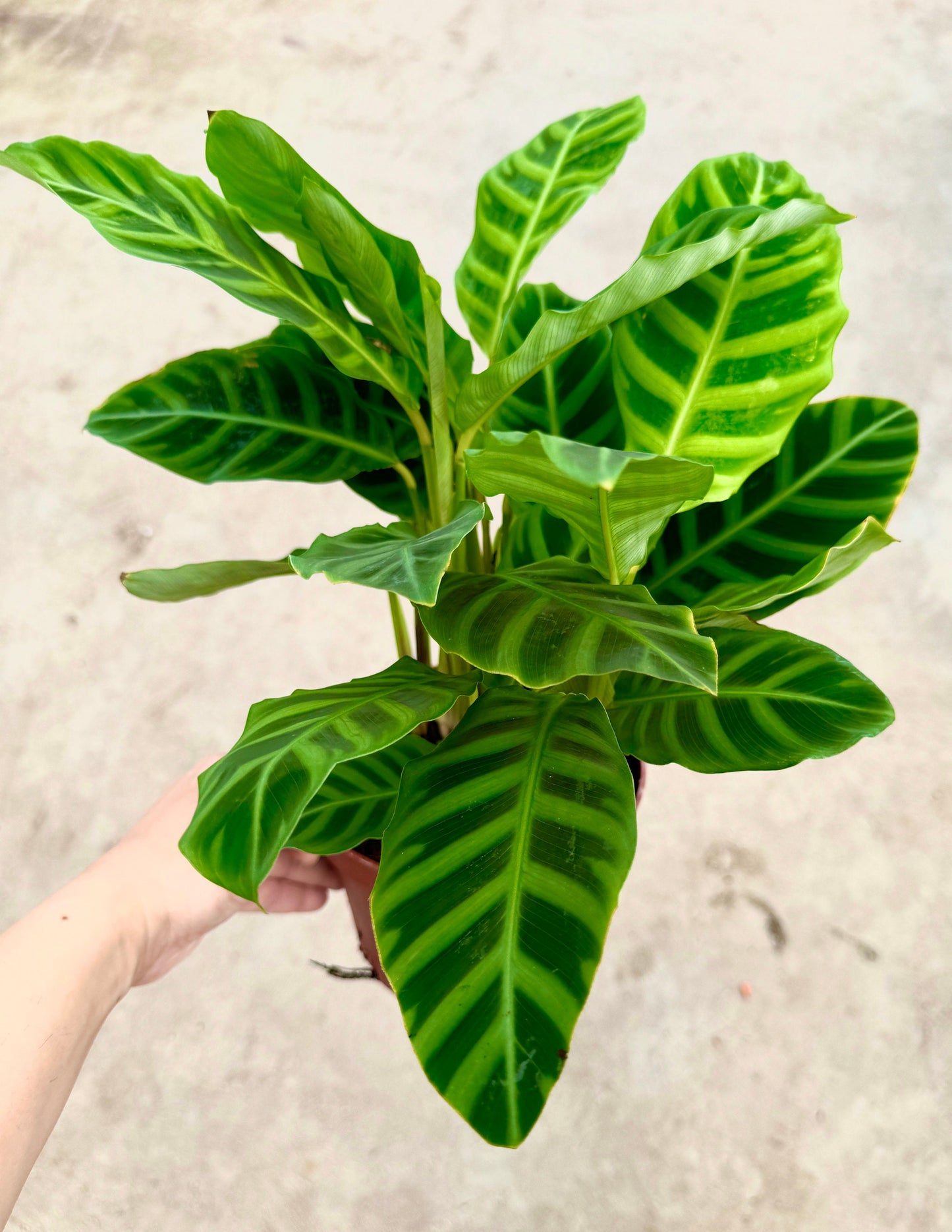Calathea Zebrina Plant - 4", 6”Nursery Pot - Live Plant - optional decorative pot