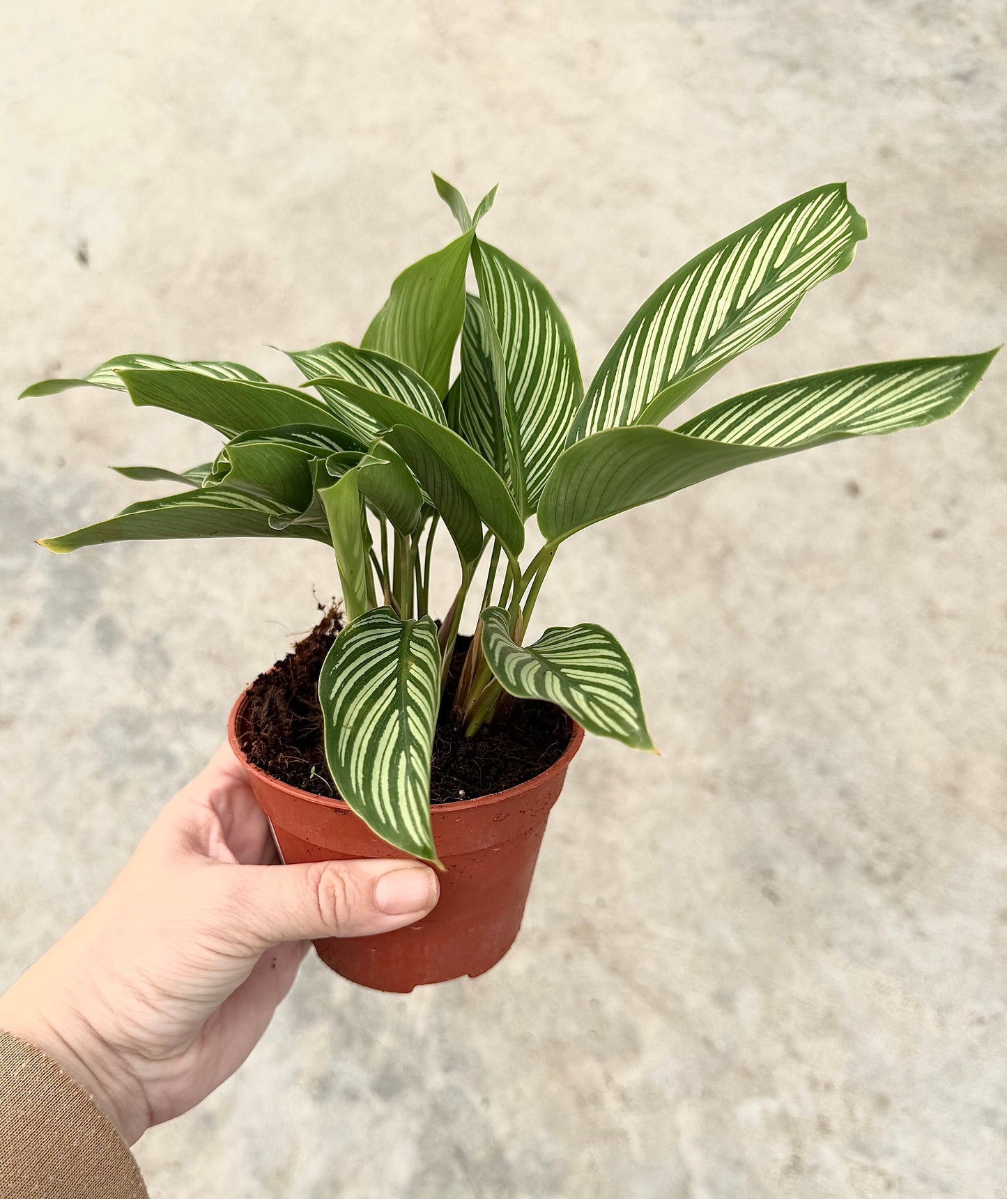 Calathea Vittata Plant - 4 inch pot | Live Plant |RARE - optional decorative pot