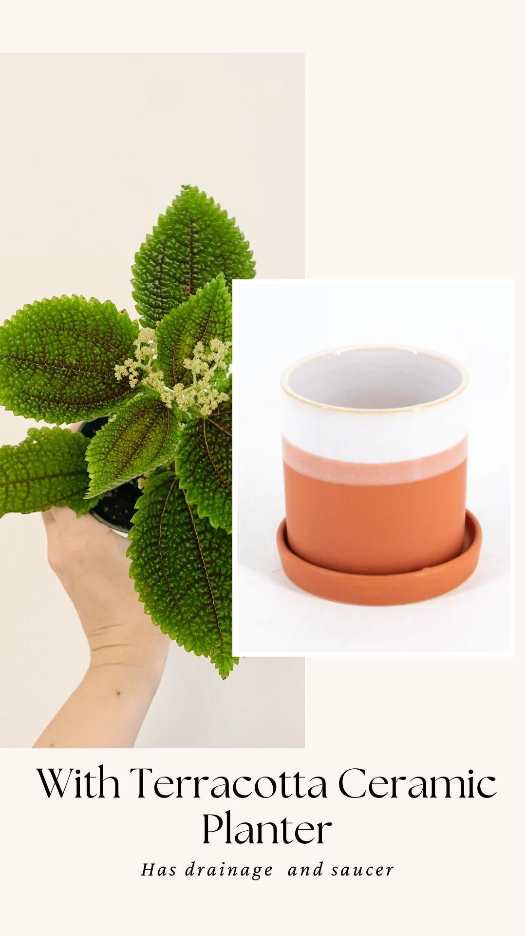 Pilea Moon Valley Plant - Flowering - 3.5β Nursery Pot