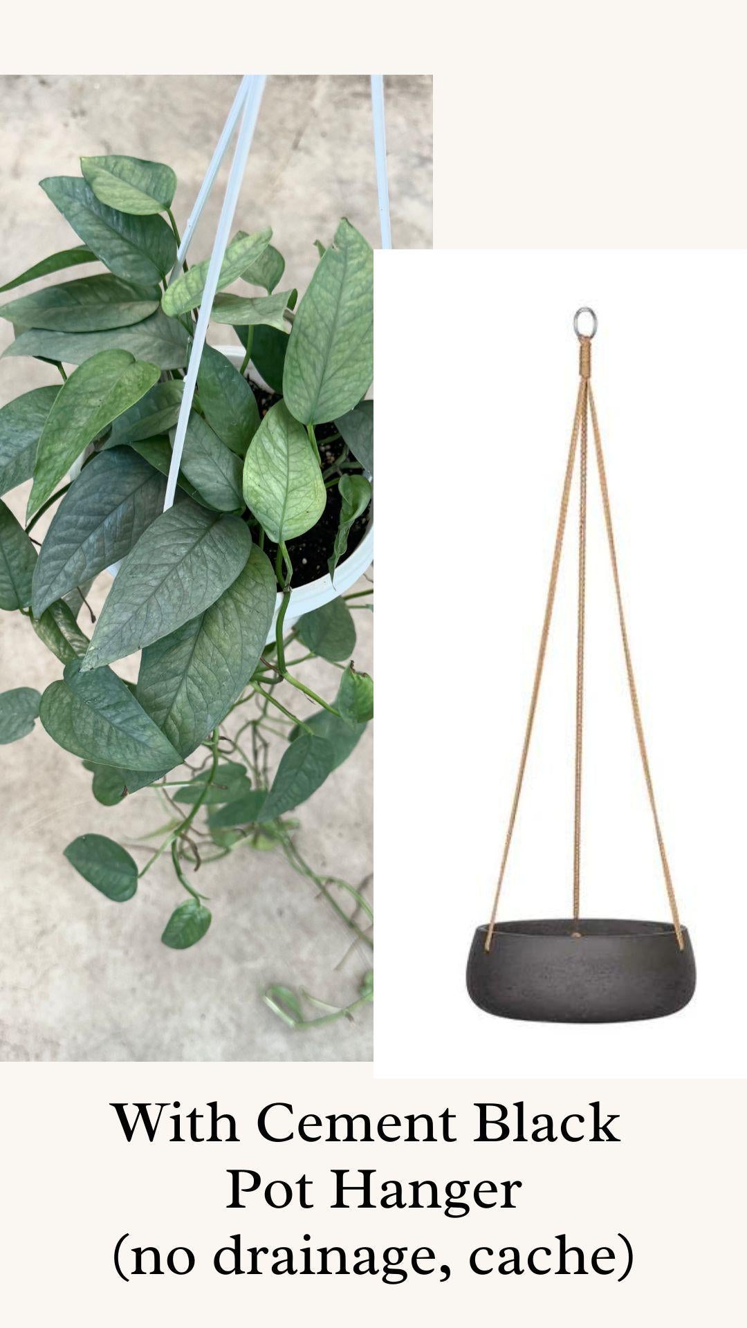 Cebu Blue Pothos Plant Hanging Basket - 6" - Live Plant