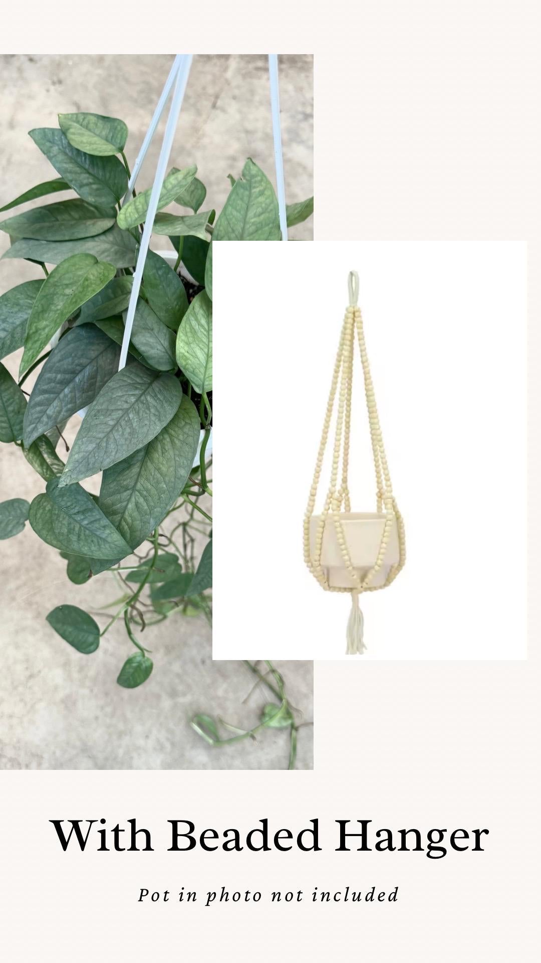 Cebu Blue Pothos Plant Hanging Basket - 6" - Live Plant