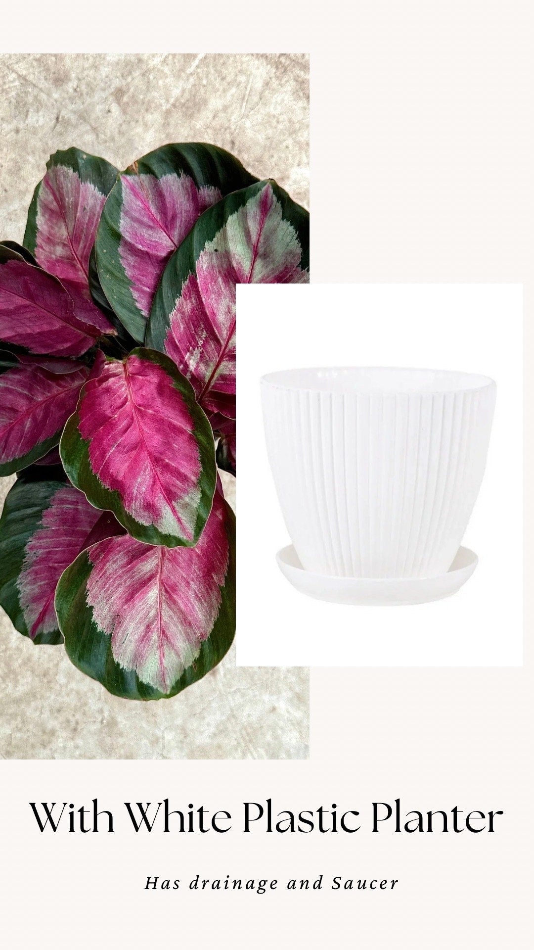 Calathea Roseopicta Rosy Live House Plant - 4β | 6β Pot