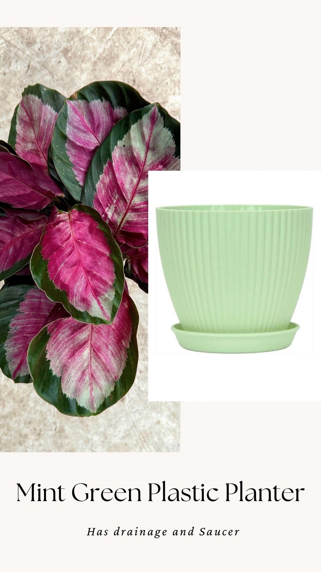 Calathea Roseopicta Rosy Live House Plant - 4β | 6β Pot