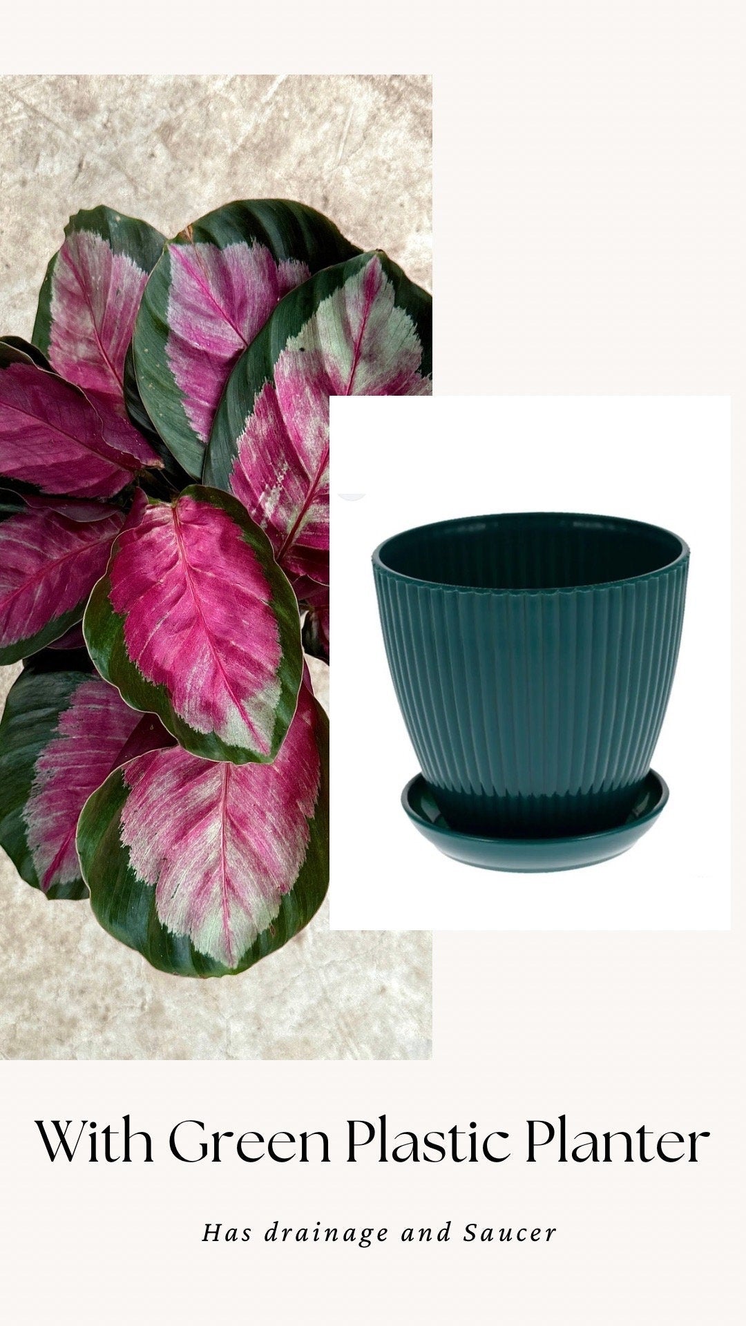 Calathea Roseopicta Rosy Live House Plant - 4β | 6β Pot