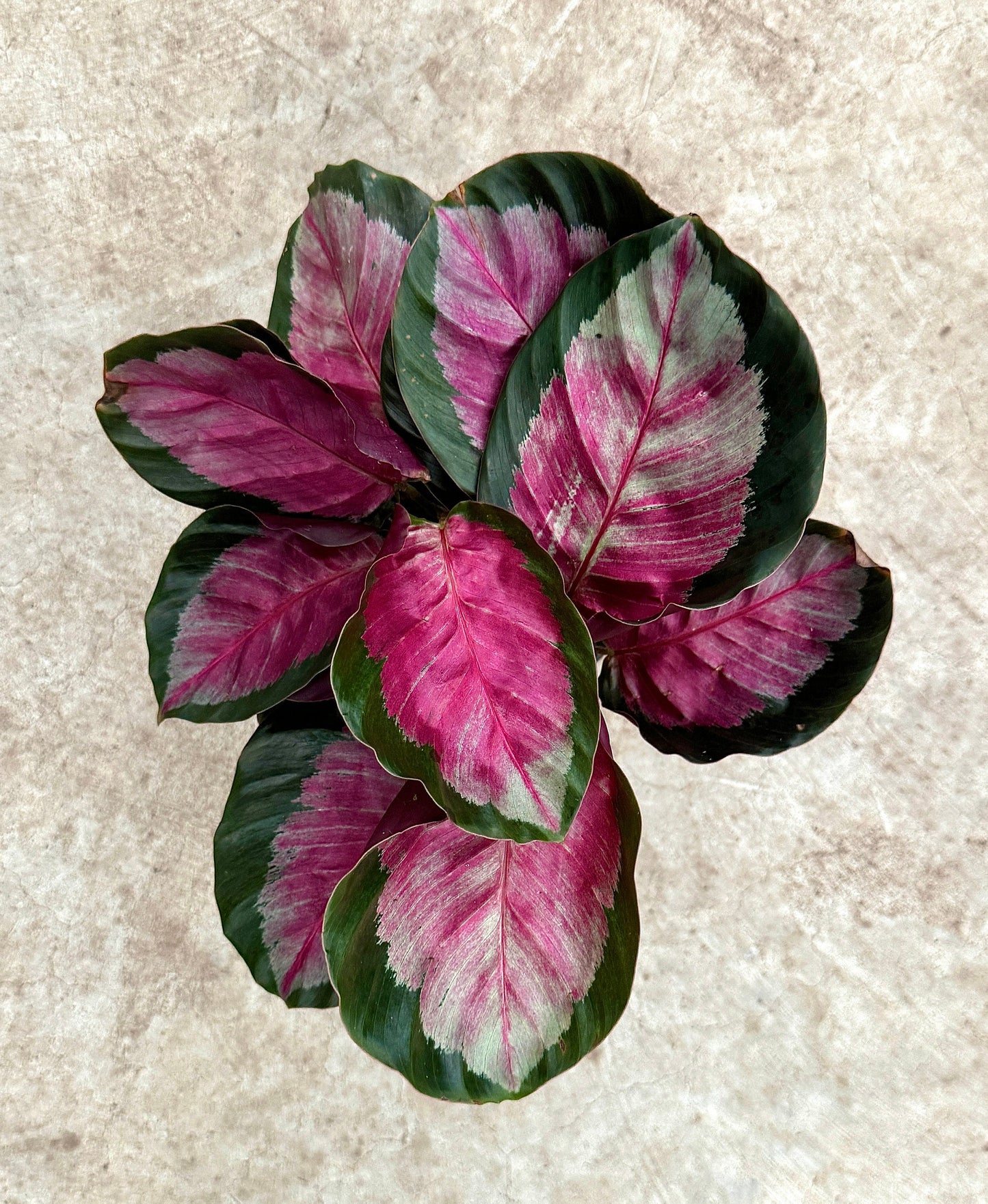 Calathea Roseopicta Rosy Live House Plant - 4β | 6β Pot
