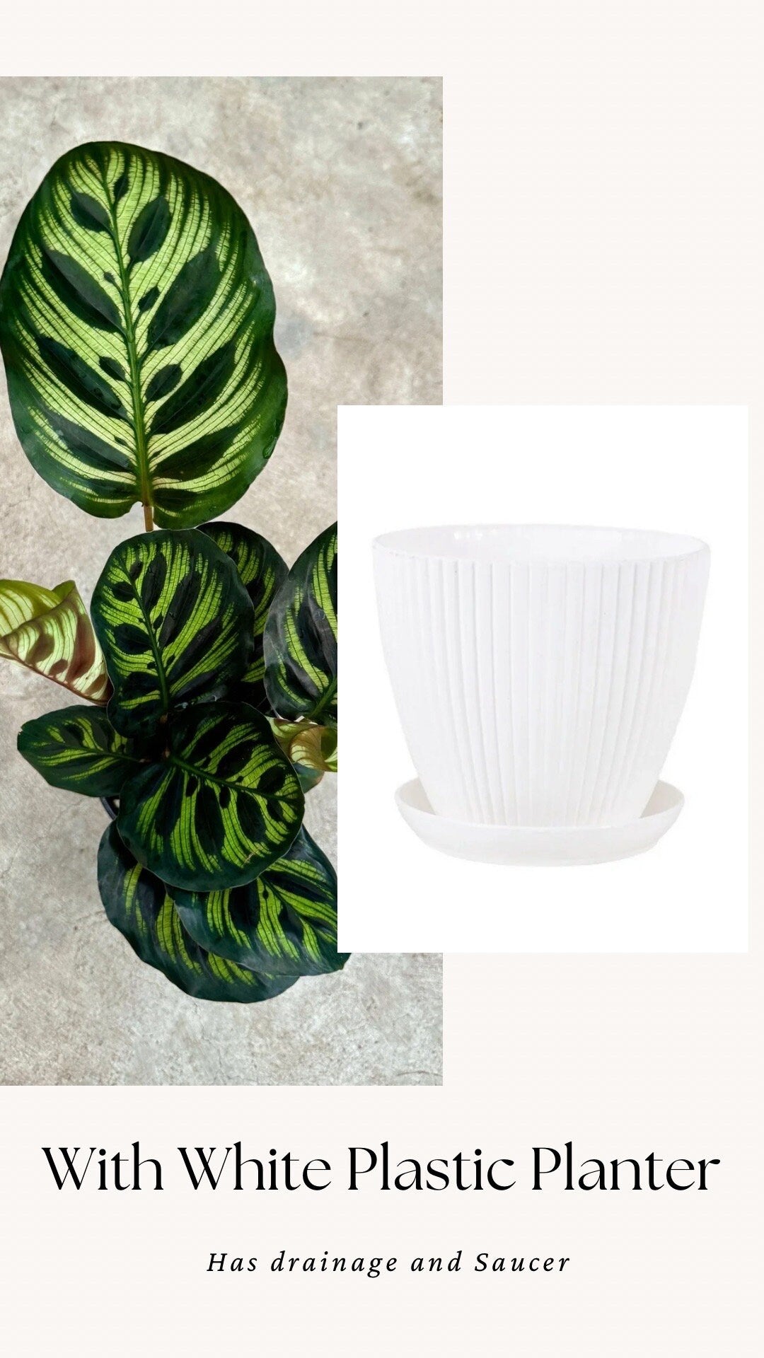 Calathea Makoyana Prayer Plant 4" Pot - Live Indoor Houseplant