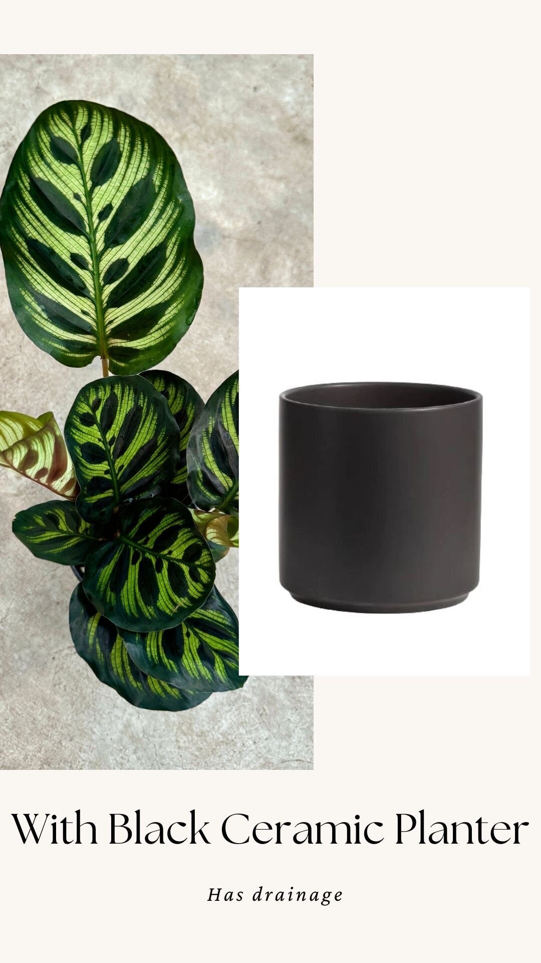 Calathea Makoyana Prayer Plant 4" Pot - Live Indoor Houseplant