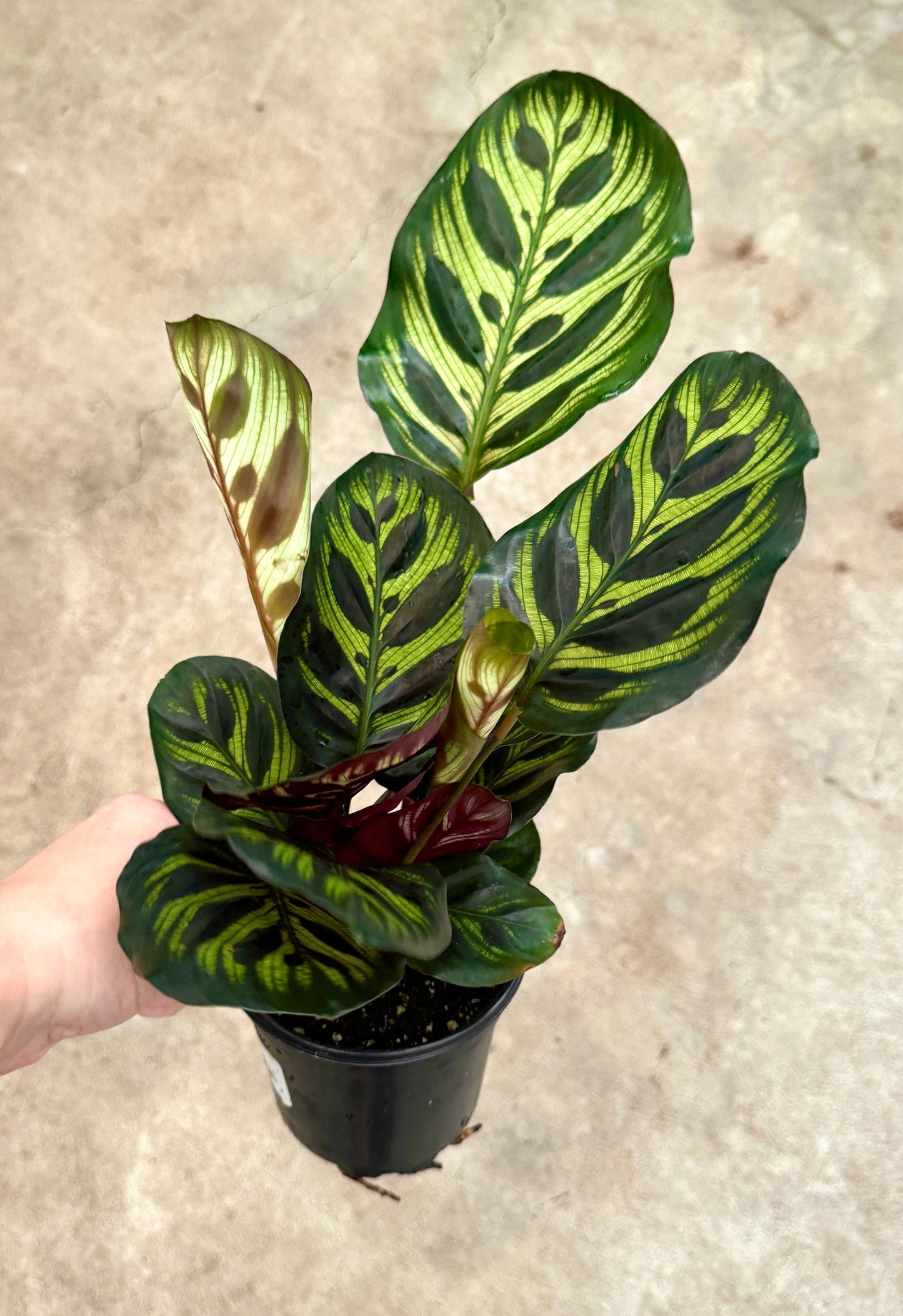 Calathea Makoyana Prayer Plant 4" Pot - Live Indoor Houseplant