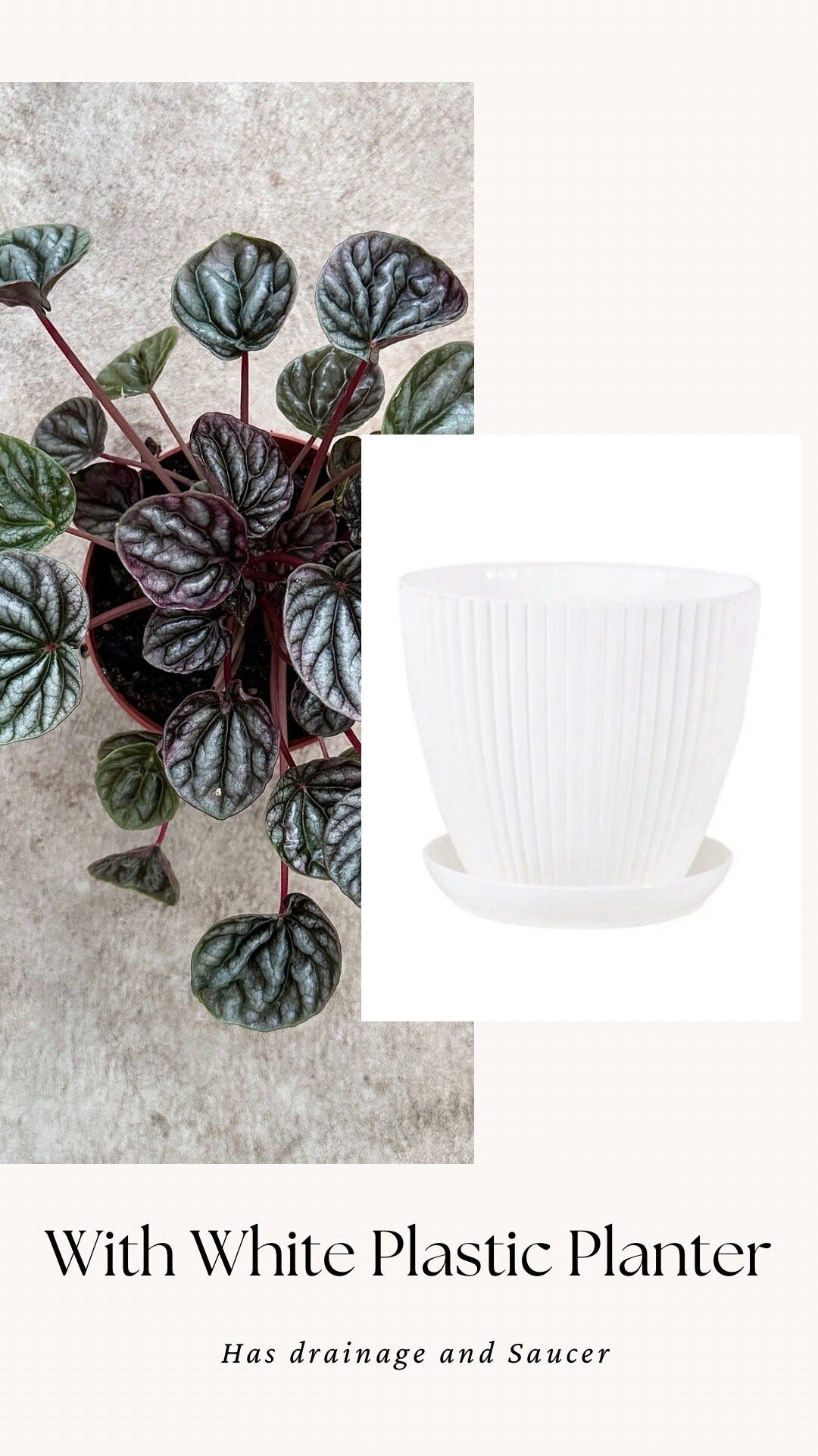 Peperomia Caperata Emerald Ripple - 3.5 inch Pot - Live Plant - optional decorative pot