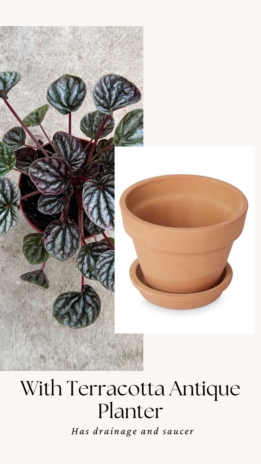 Peperomia Caperata Emerald Ripple - 3.5 inch Pot - Live Plant - optional decorative pot