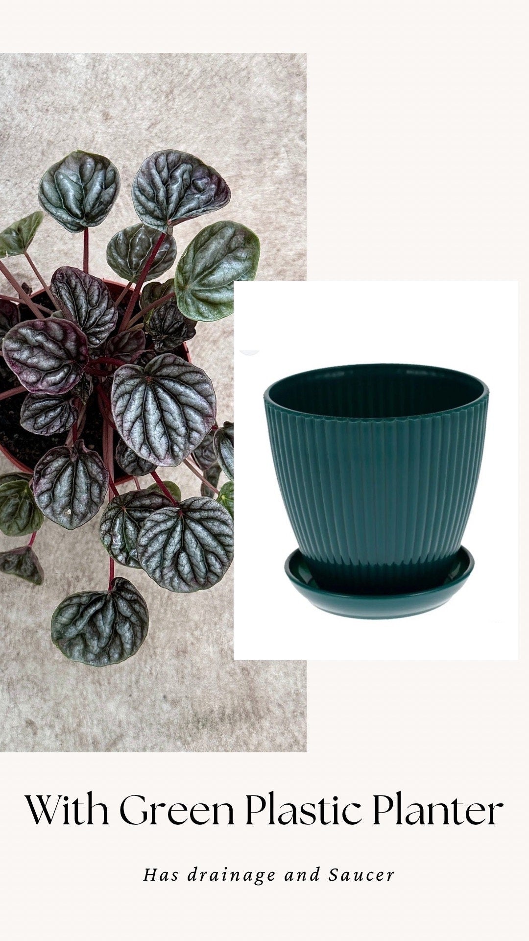 Peperomia Caperata Emerald Ripple - 3.5 inch Pot - Live Plant - optional decorative pot