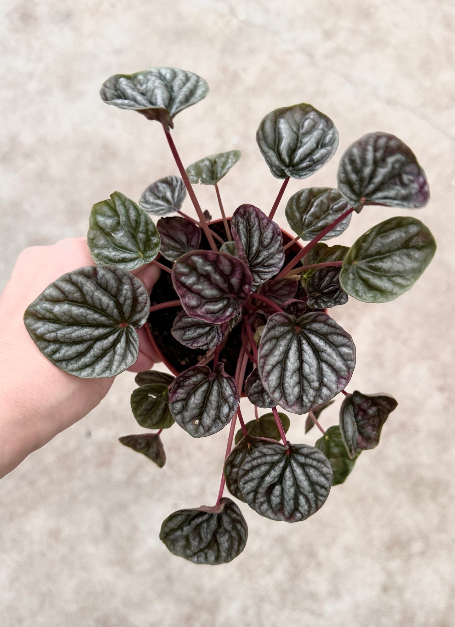 Peperomia Caperata Emerald Ripple - 3.5 inch Pot - Live Plant - optional decorative pot