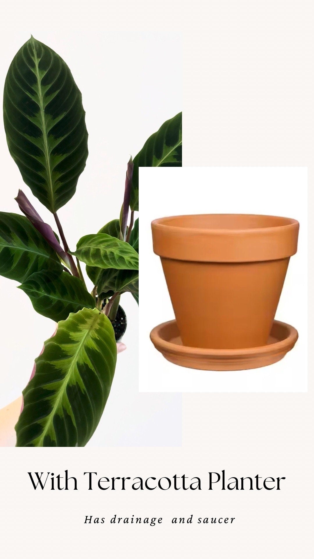 Calathea Warszewiczii "Jungle Velvet" Plant - 4 inch | 6 inch Pot- Indoor plant