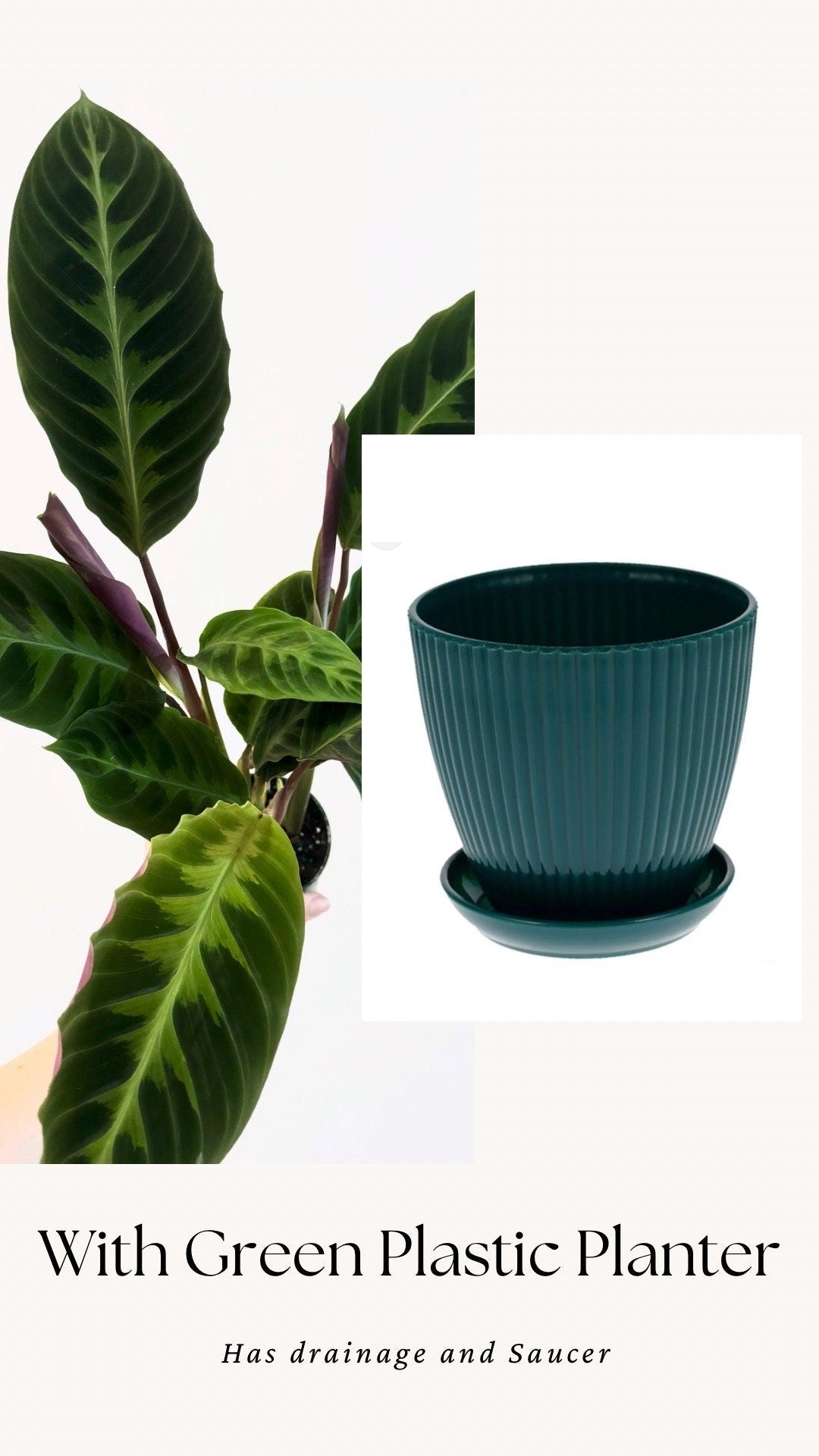 Calathea Warszewiczii "Jungle Velvet" Plant - 4 inch | 6 inch Pot- Indoor plant
