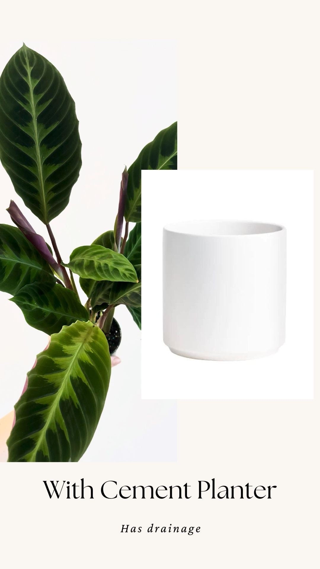 Calathea Warszewiczii "Jungle Velvet" Plant - 4 inch | 6 inch Pot- Indoor plant