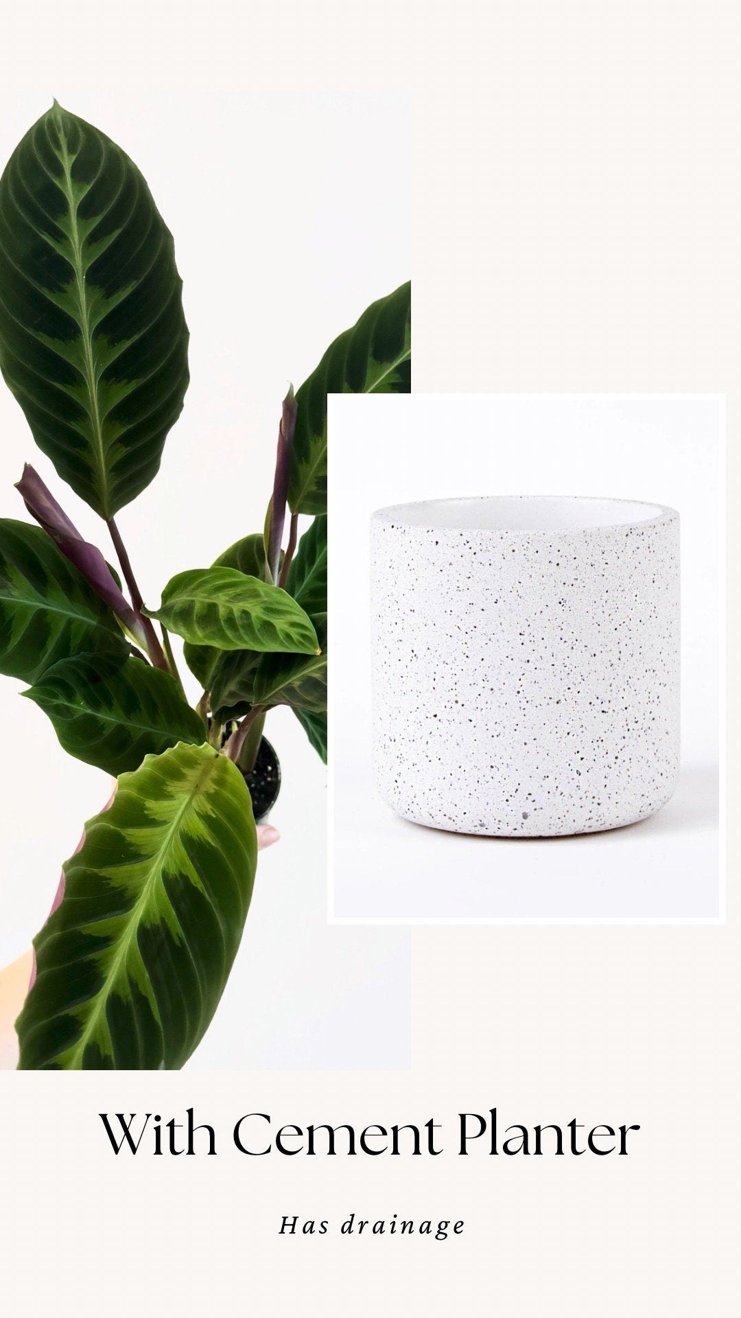 Calathea Warszewiczii "Jungle Velvet" Plant - 4 inch | 6 inch Pot- Indoor plant