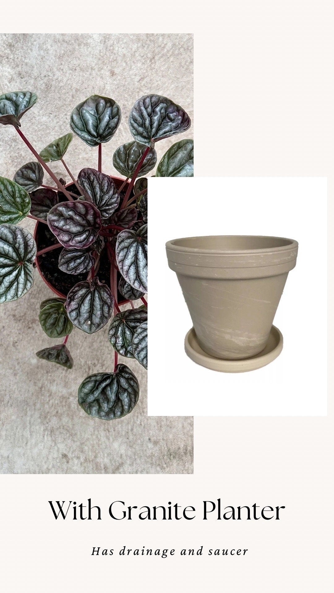 Peperomia Caperata Emerald Ripple - 3.5 inch Pot - Live Plant - optional decorative pot