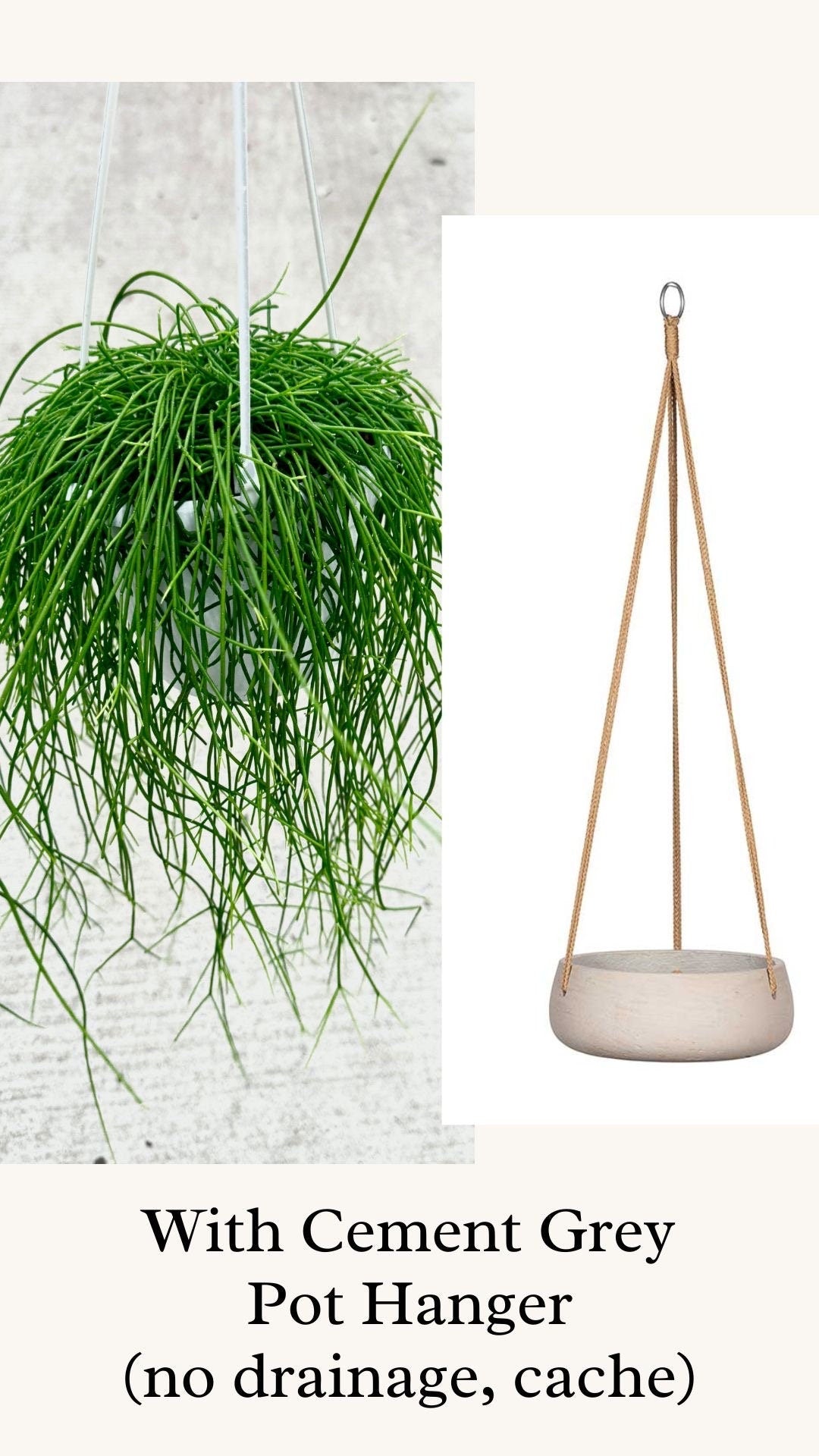 Rhipsalis Burchelli Plant - 6 inch Hanging Basket - optional decorative basket