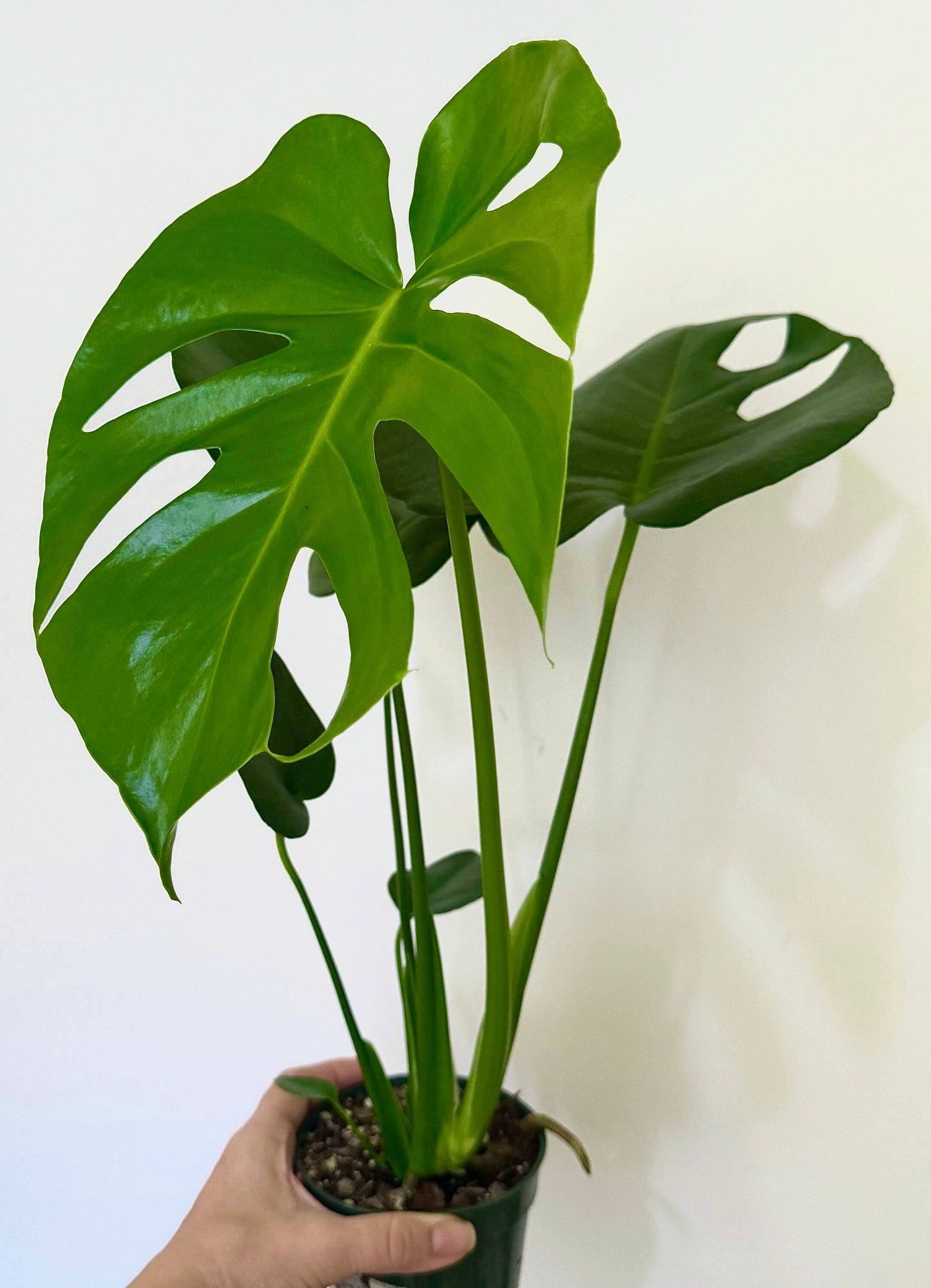 Monstera Deliciousa Plant 4", 6β Pot - Live Indoor Houseplant