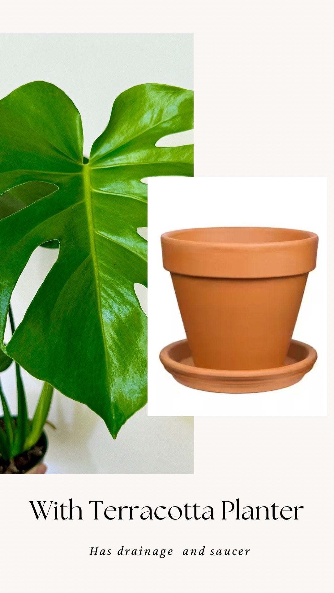 Monstera Deliciousa Plant 4", 6β Pot - Live Indoor Houseplant
