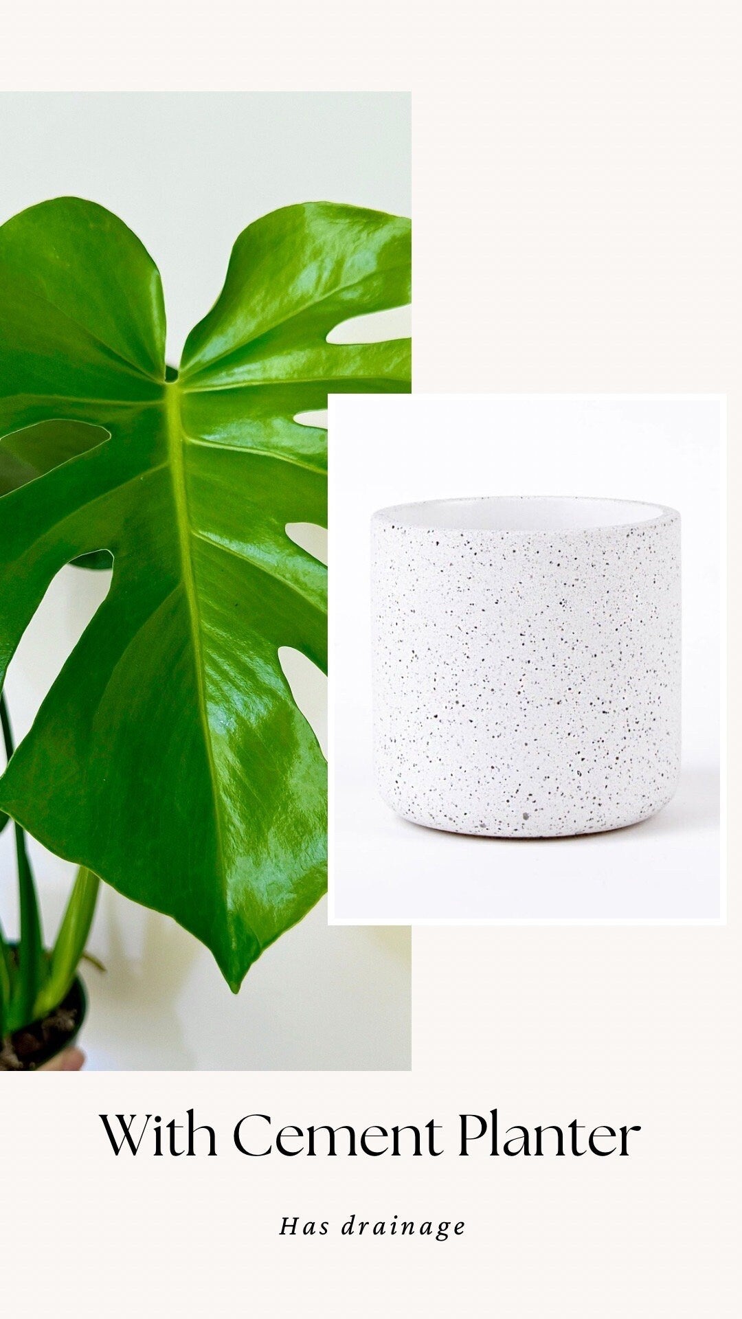 Monstera Deliciousa Plant 4", 6β Pot - Live Indoor Houseplant