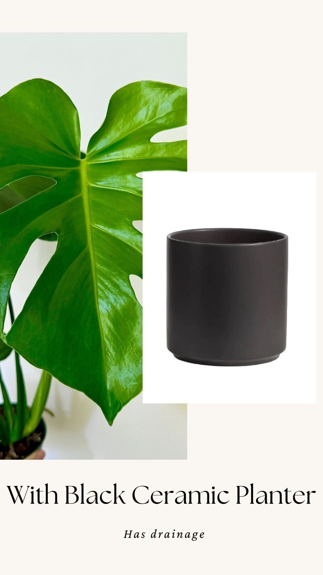 Monstera Deliciousa Plant 4", 6β Pot - Live Indoor Houseplant