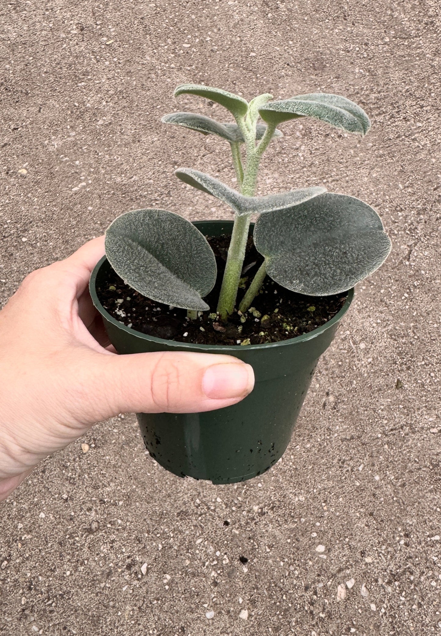 Peperomia sp. Icana Plant - 4 inch Pot - Live Plant - optional decorative pot