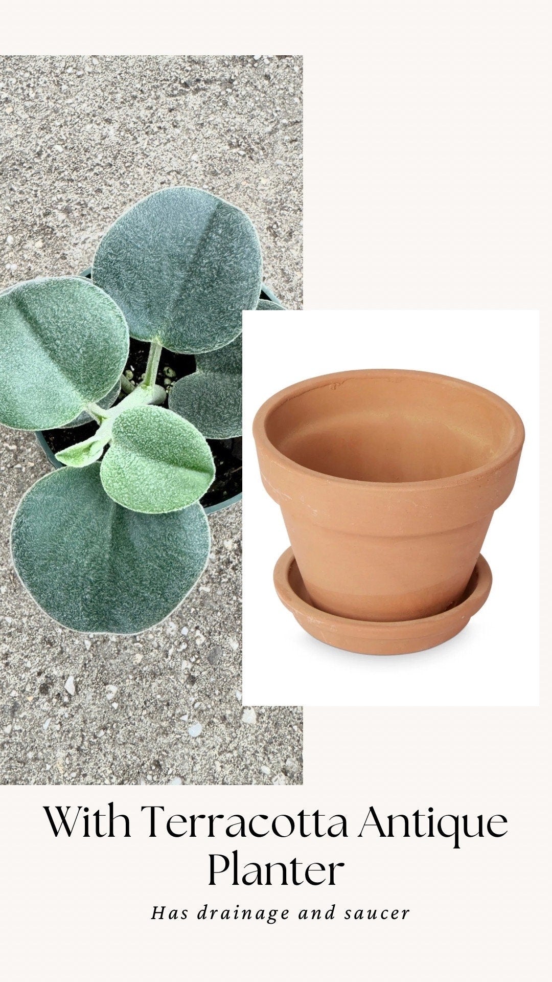 Peperomia sp. Icana Plant - 4 inch Pot - Live Plant - optional decorative pot