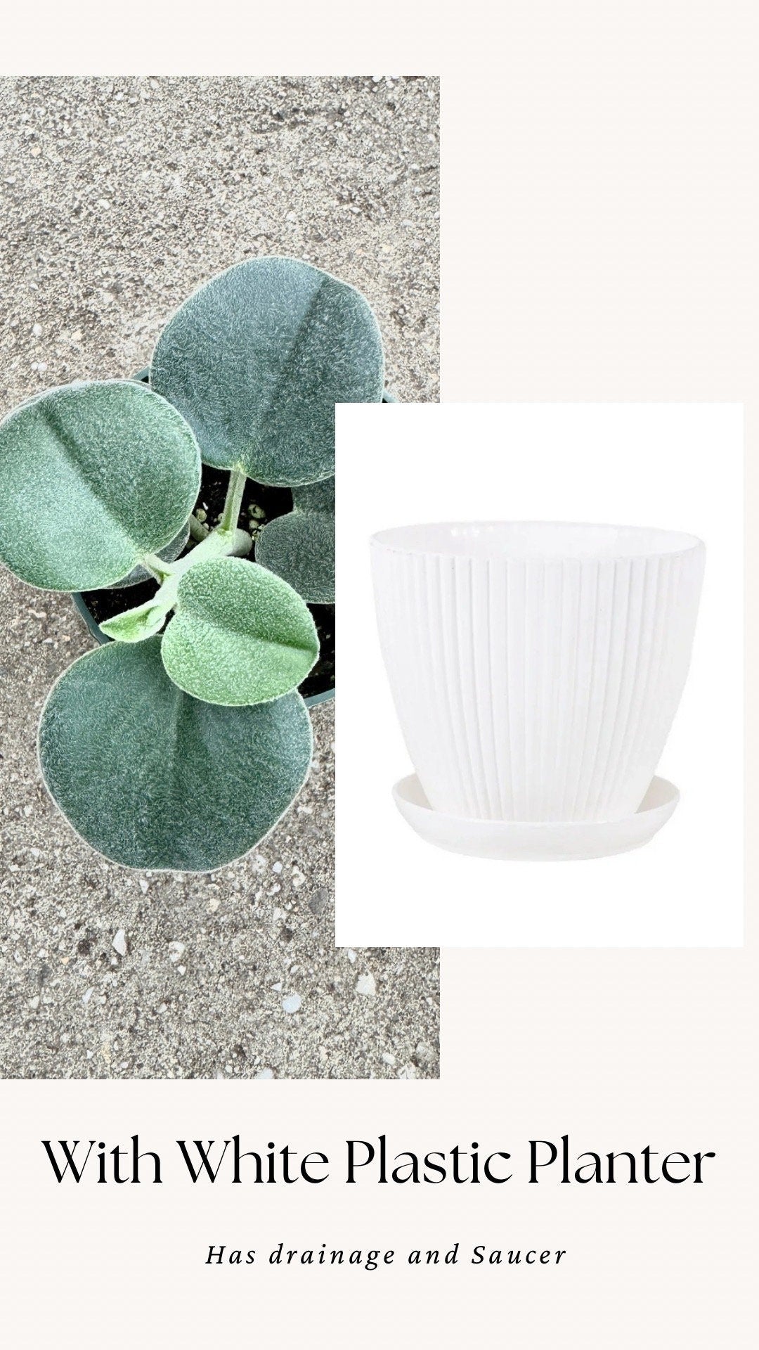 Peperomia sp. Icana Plant - 4 inch Pot - Live Plant - optional decorative pot