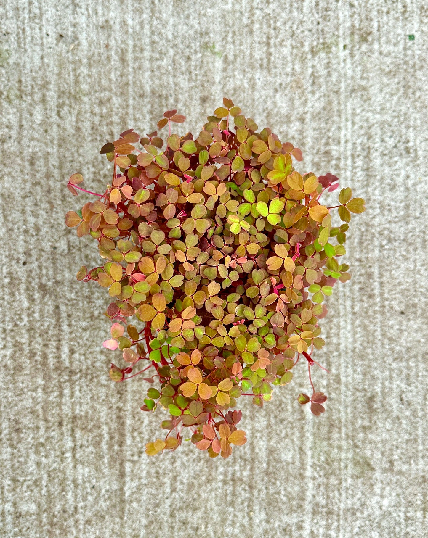 Oxalis Spiralis Aurea Golden Plant - 4 inch Pot - Live Plant - optional decorative pot