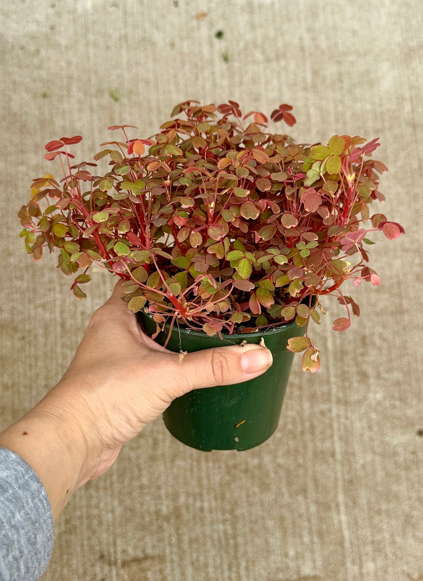 Oxalis Spiralis Aurea Golden Plant - 4 inch Pot - Live Plant - optional decorative pot