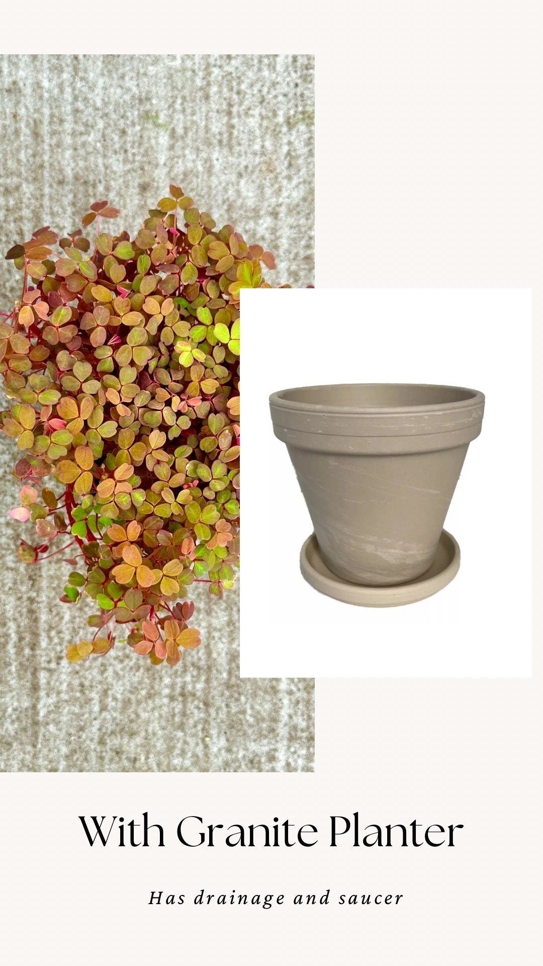 Oxalis Spiralis Aurea Golden Plant - 4 inch Pot - Live Plant - optional decorative pot