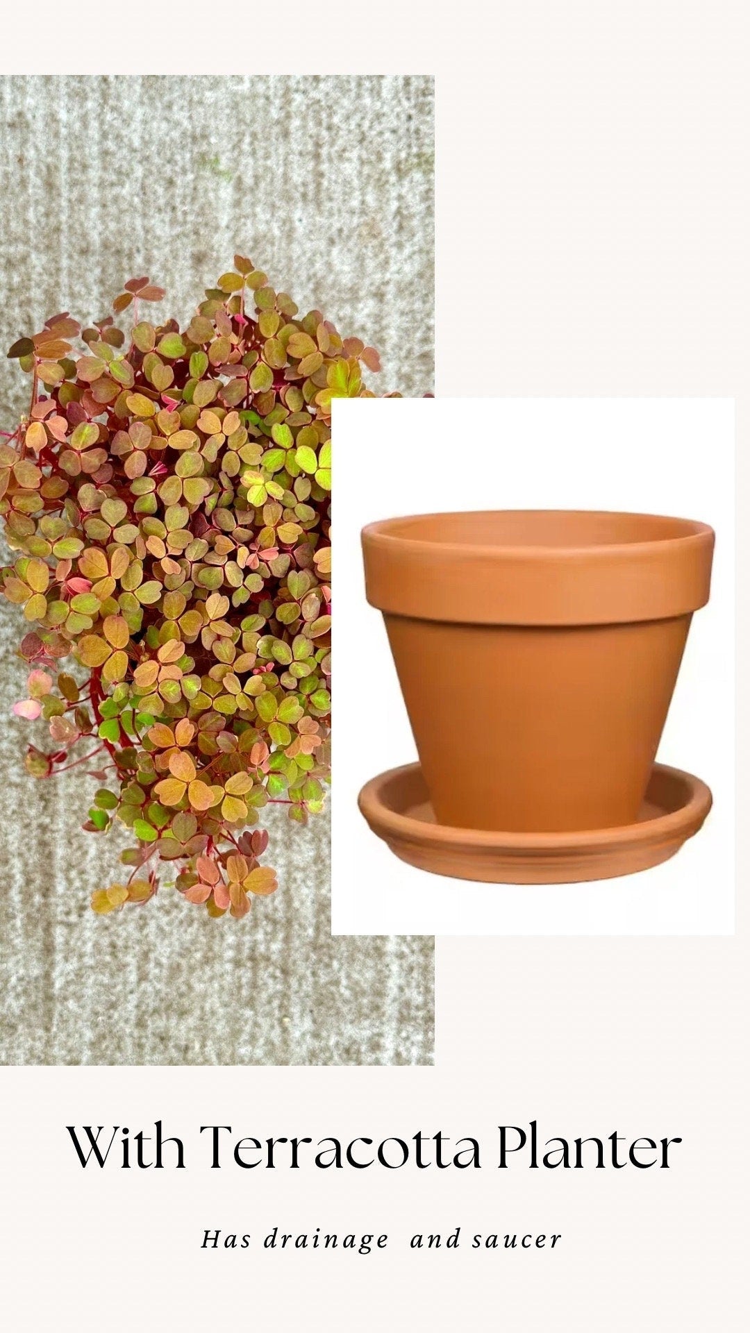 Oxalis Spiralis Aurea Golden Plant - 4 inch Pot - Live Plant - optional decorative pot
