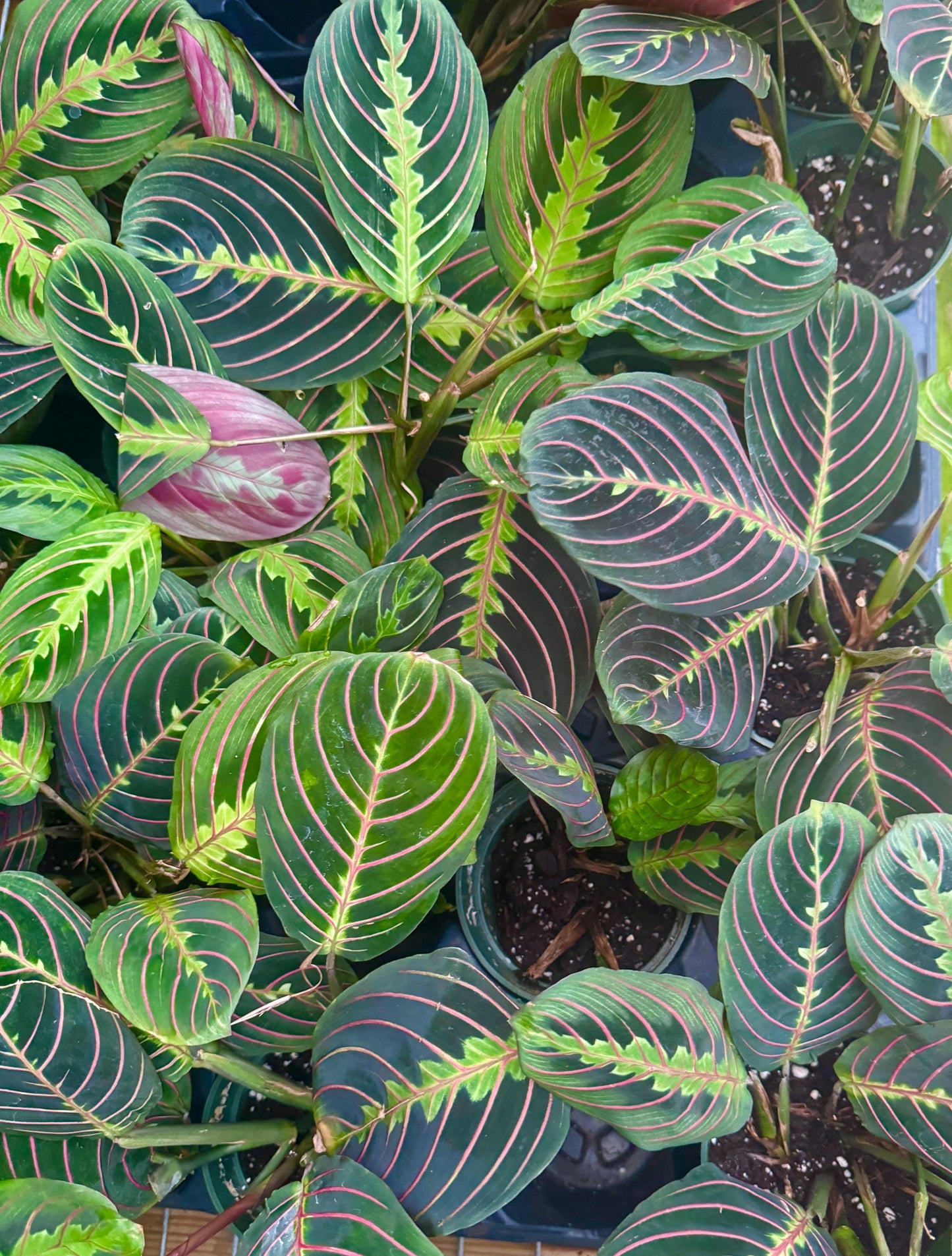 Red Maranta Prayer Plant | 4 inch Pot | Live Plant - optional decorative pot