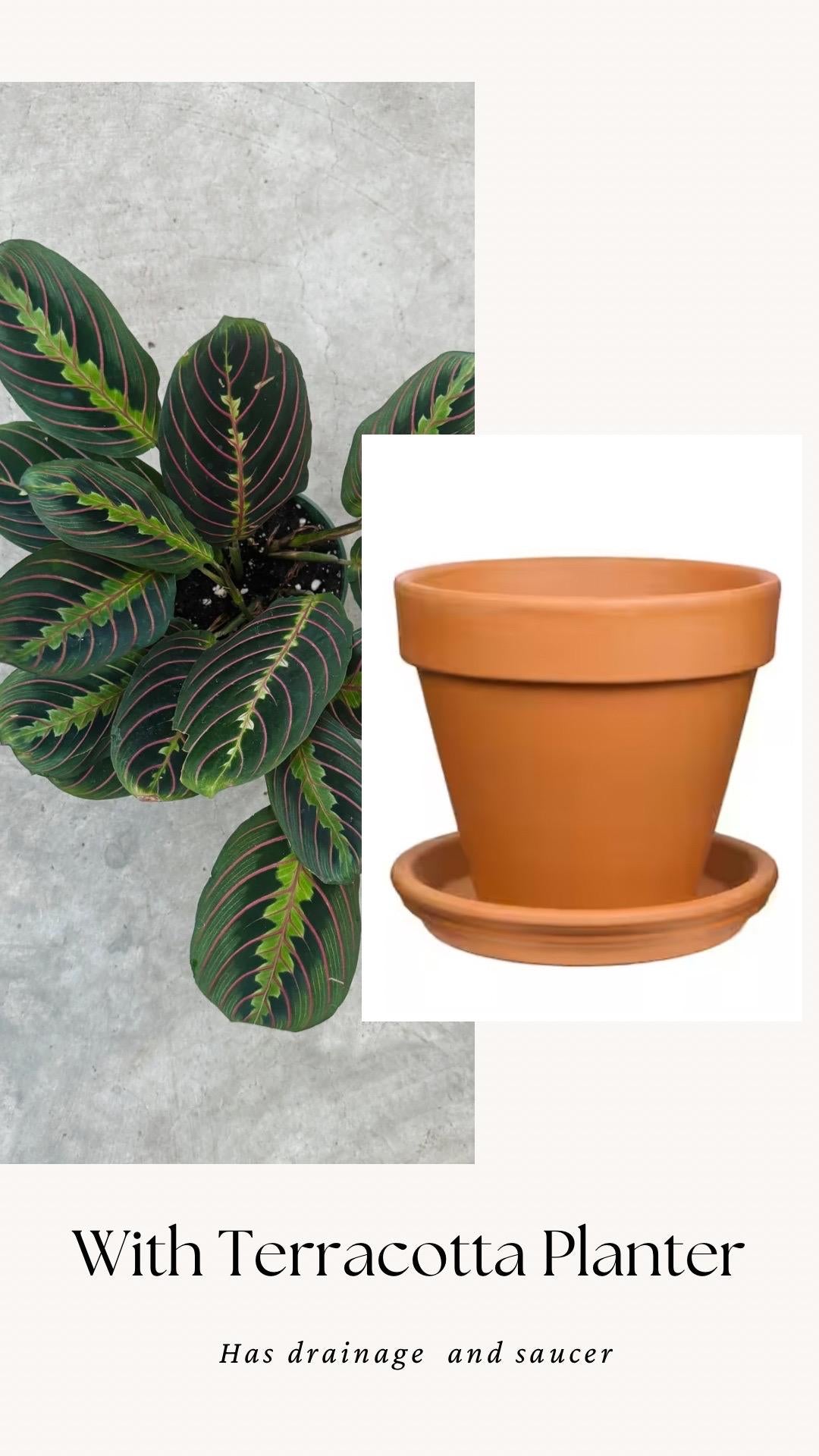 Red Maranta Prayer Plant | 4 inch Pot | Live Plant - optional decorative pot