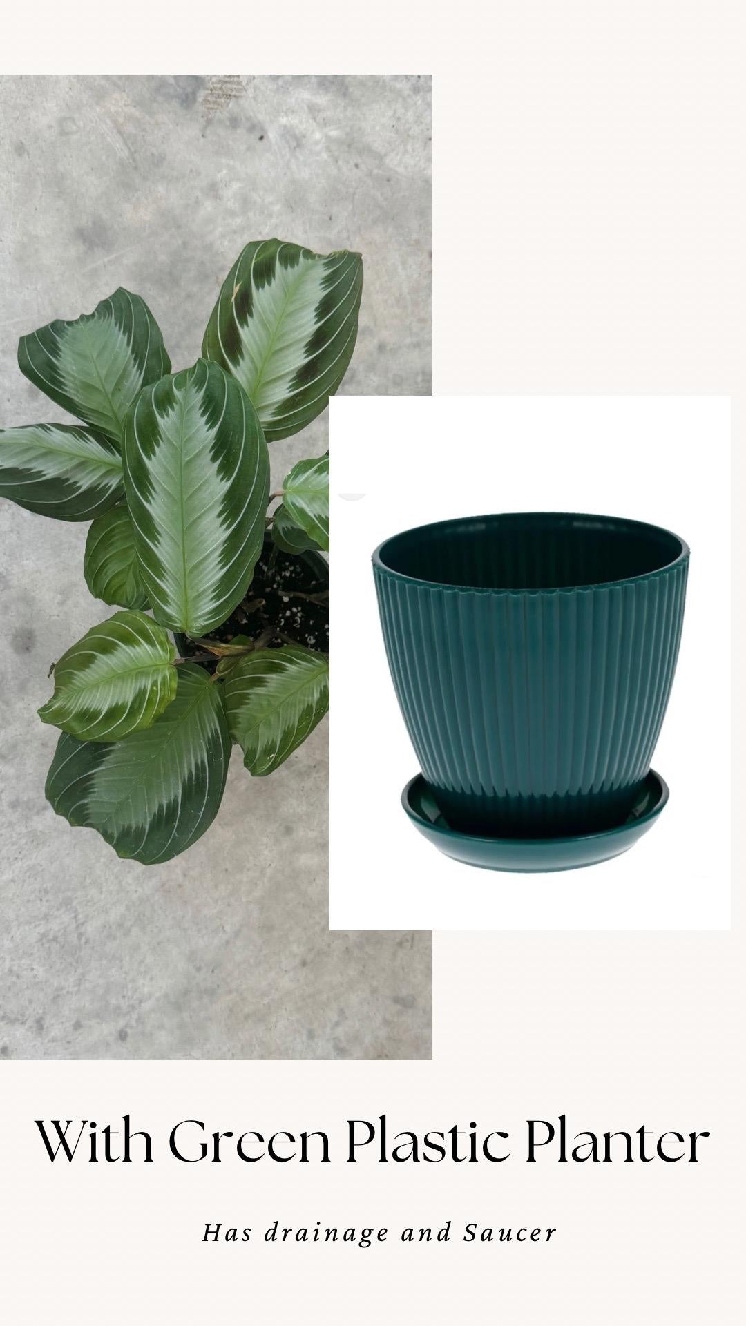 Maranta Silver Band Prayer Plant | 4 inch Pot | Live Plant - optional decorative pot