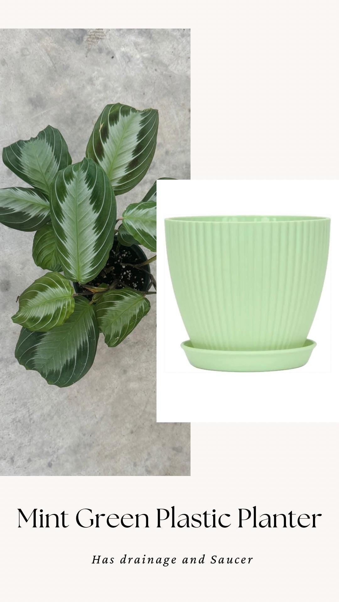 Maranta Silver Band Prayer Plant | 4 inch Pot | Live Plant - optional decorative pot